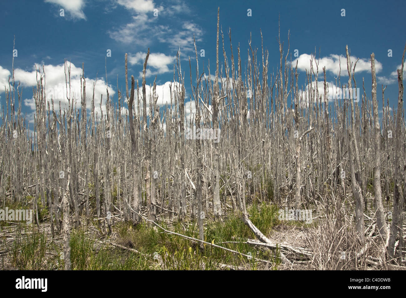dead melaleuca trees in a South Florida wetland. Trees have been killed and are an invasive exotic in S FL Stock Photo