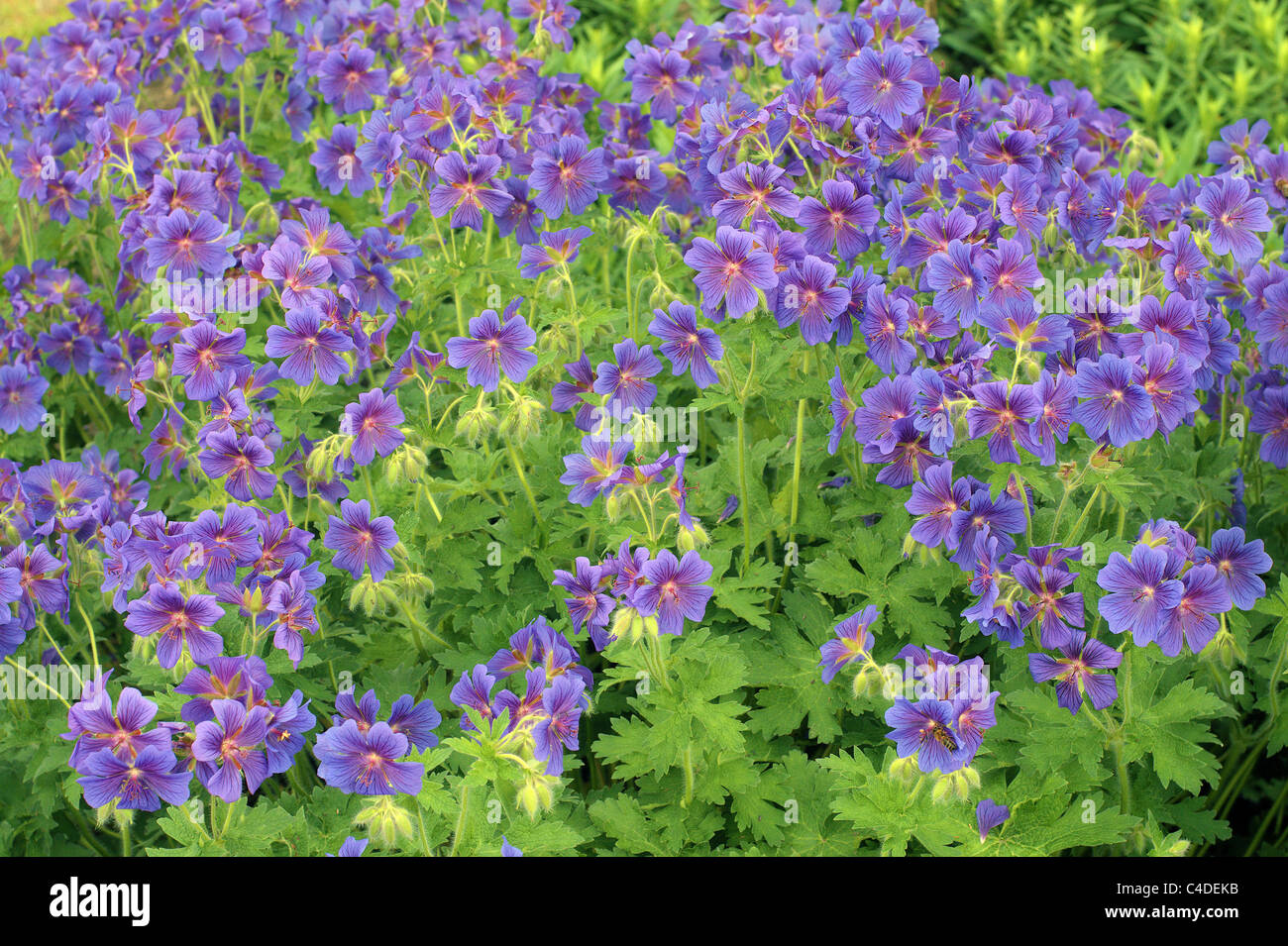 Purple geranium hi-res stock photography and images - Alamy