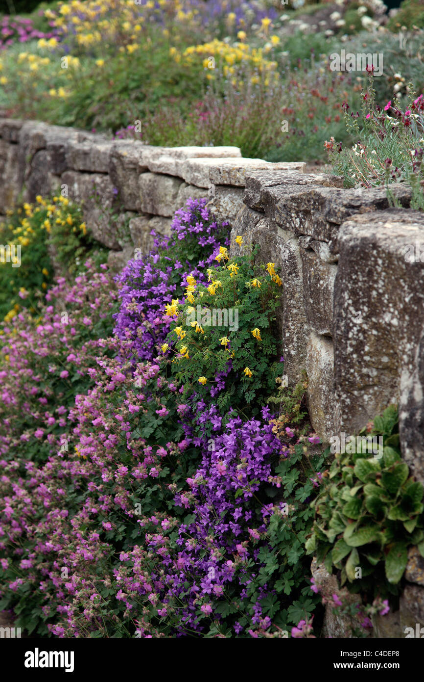Alpines during May on rock walls at RHS Garden, Wisley - Corydalis, Campanula, Helianthemum and Geranium Stock Photo