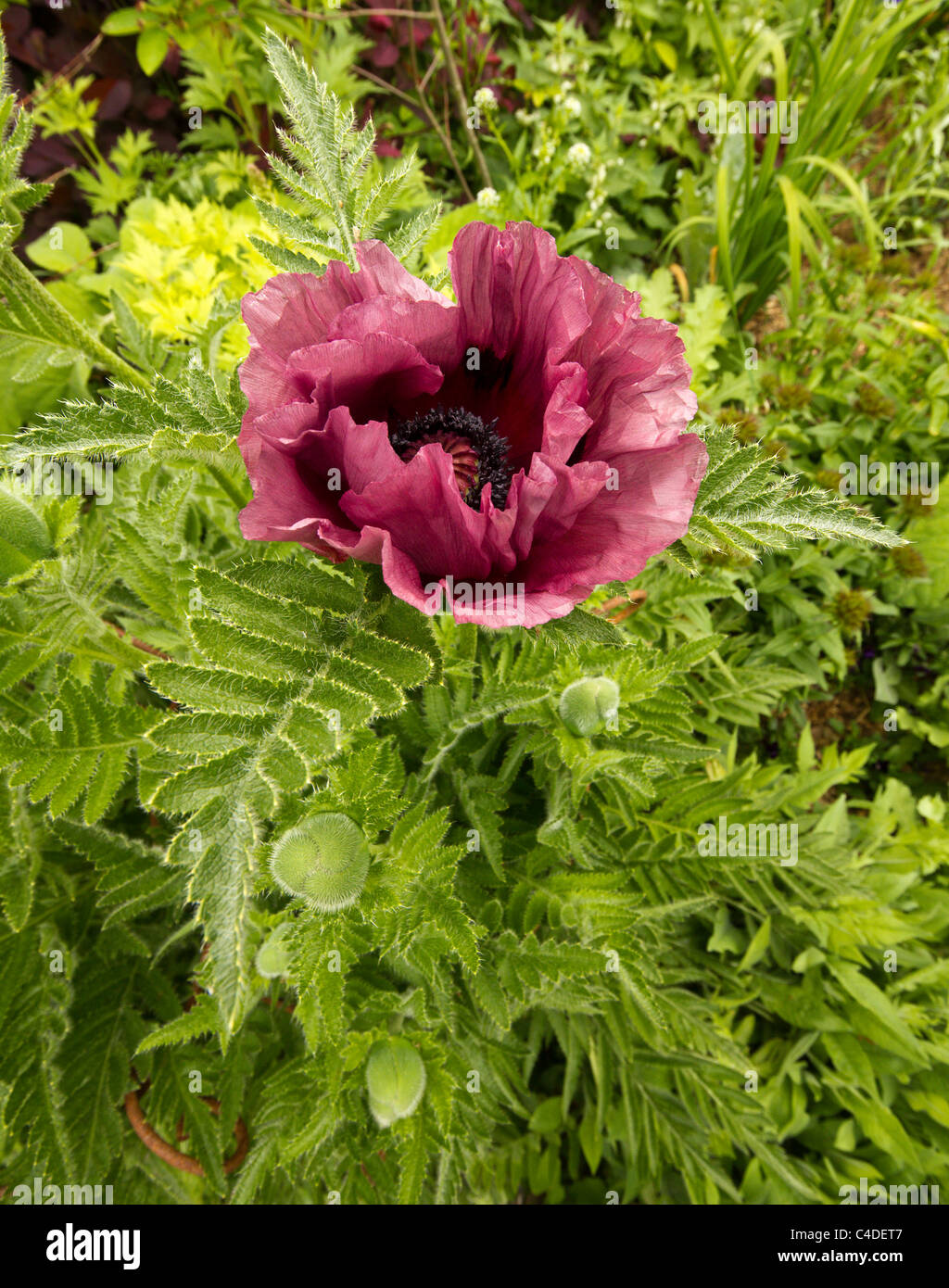 Oriental poppy flower and foliage, Lincolnshire, England, UK Stock