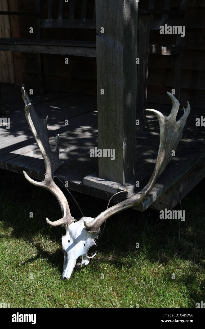 Antlers against wooden shed hut Stock Photo