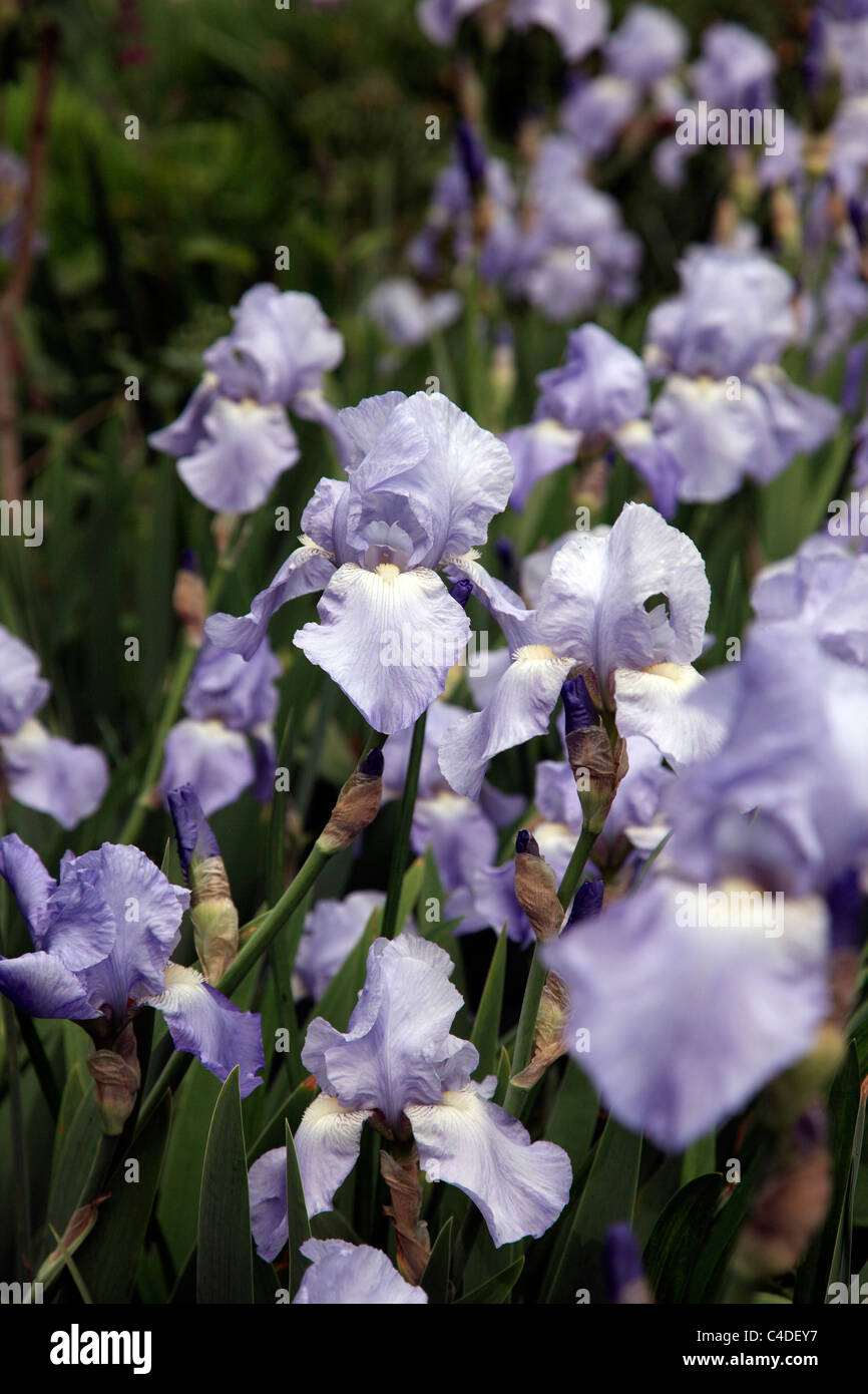 Iris &lsquo;Jane Phillips&rsquo; AGM Stock Photo - Alamy