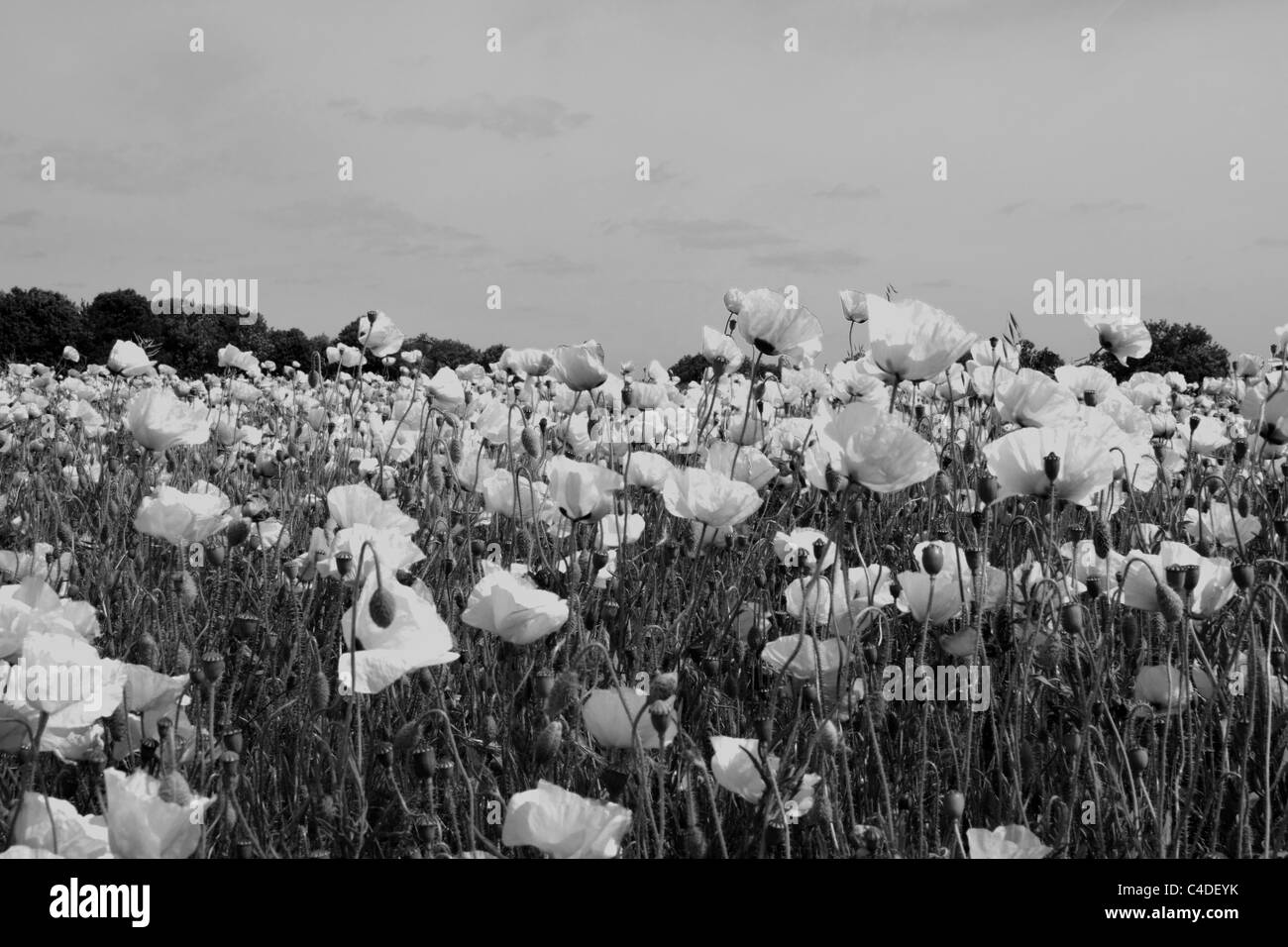 Poppies bloom in flower Black and White Stock Photos & Images - Alamy