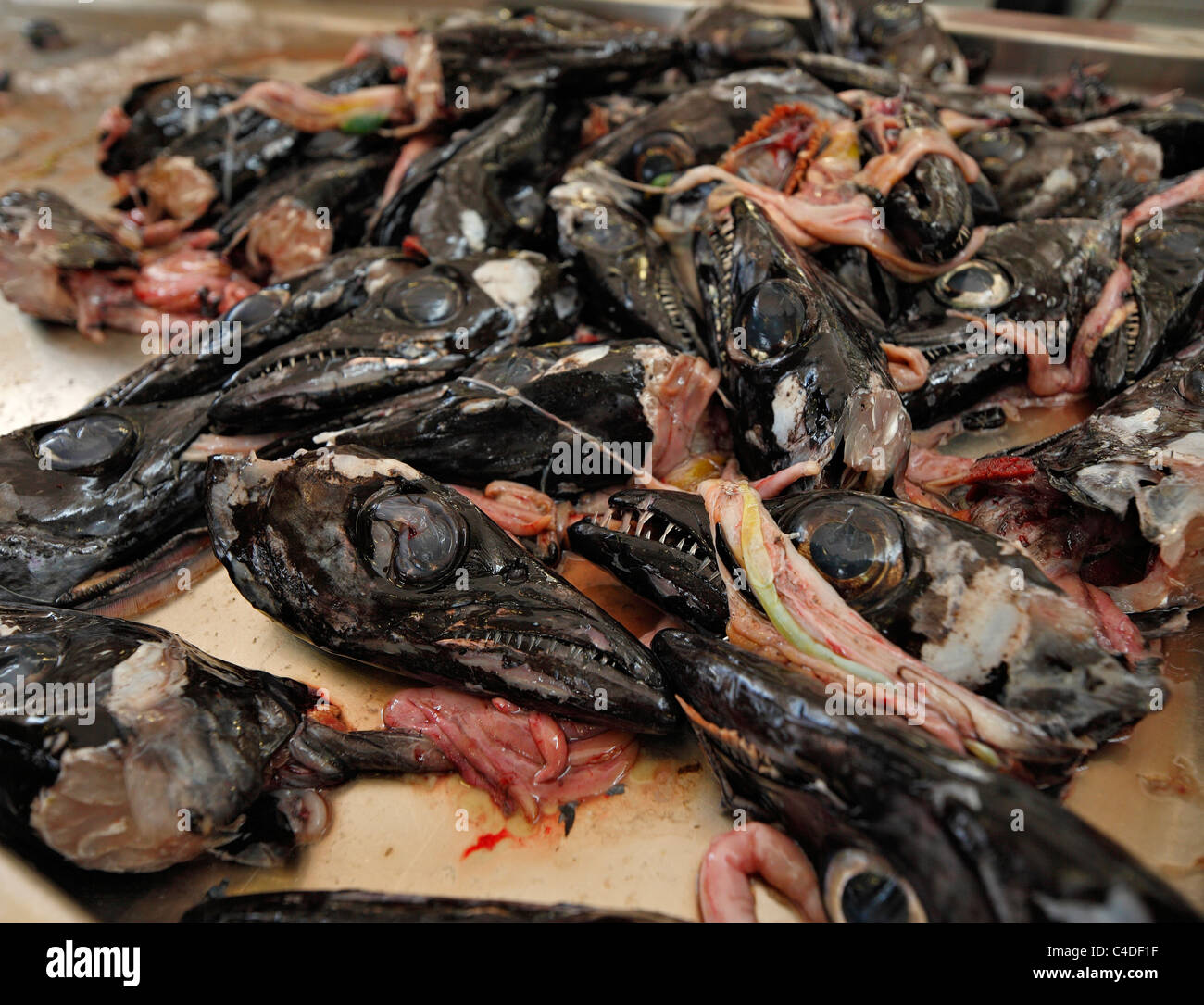 Pile of scabbard fish heads and entrails. Stock Photo