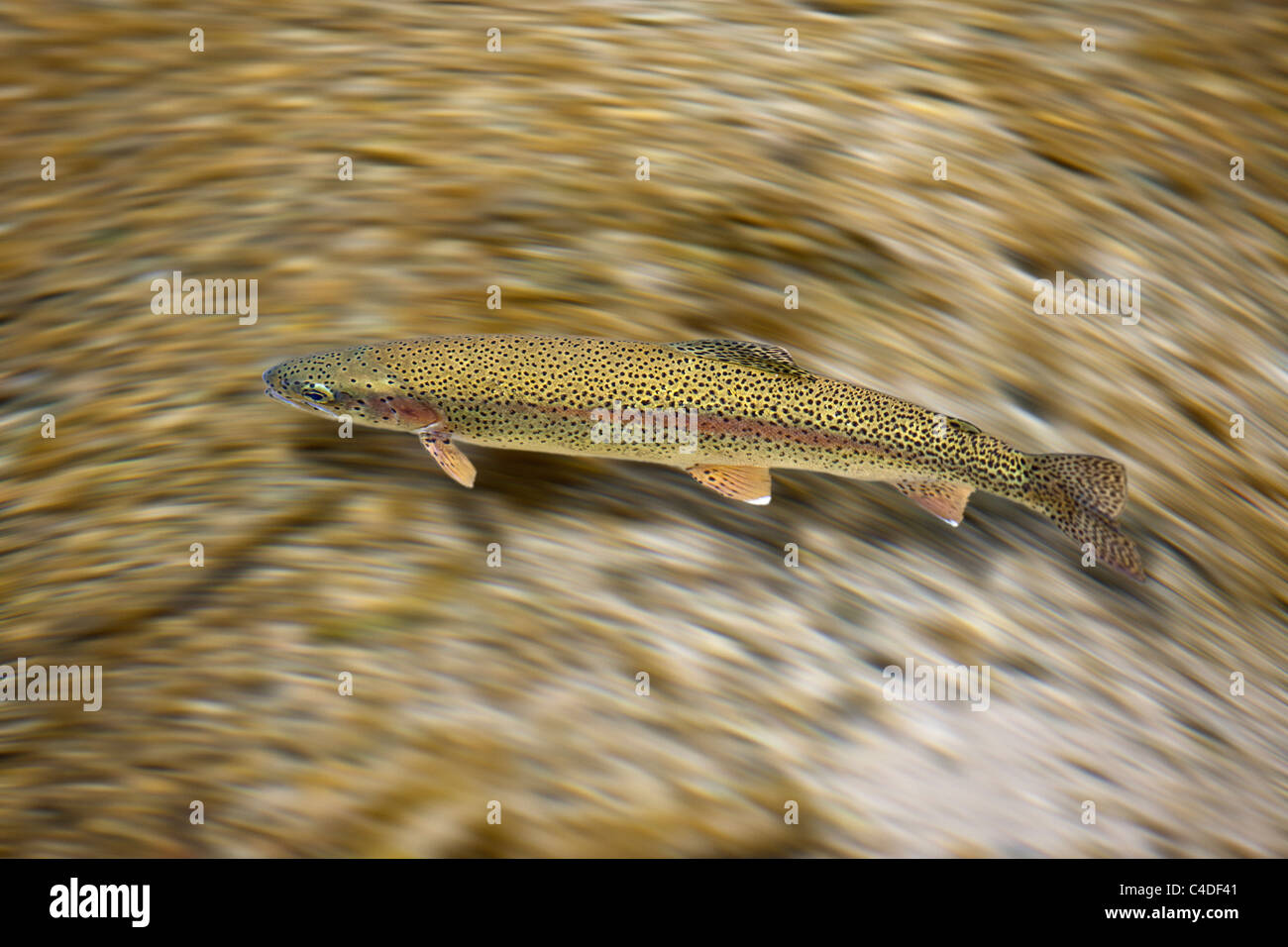 Wild rainbow trout (Oncorhynchus mykiss) swimming at the surface of an Auvergne river (Puy de Dôme - France). Stock Photo