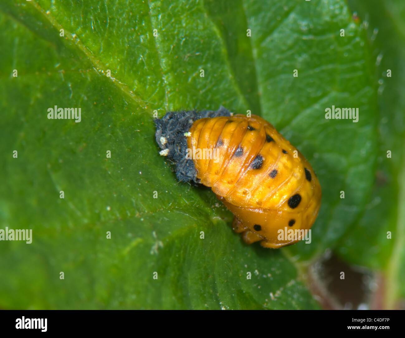 Seven-Spot Ladybird Pupa (Coccinella septempunctata), France Stock Photo