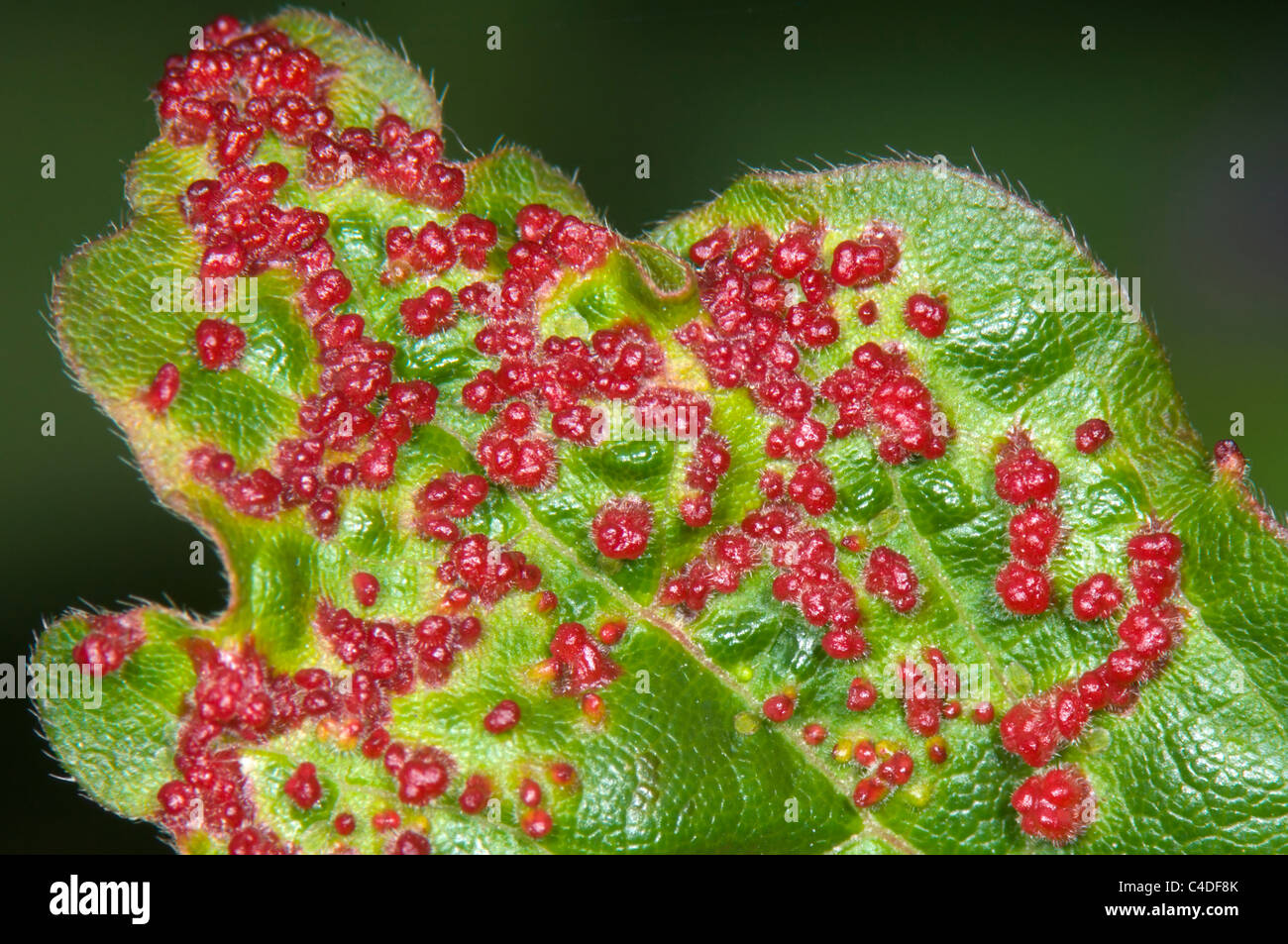 Gall mites hires stock photography and images Alamy