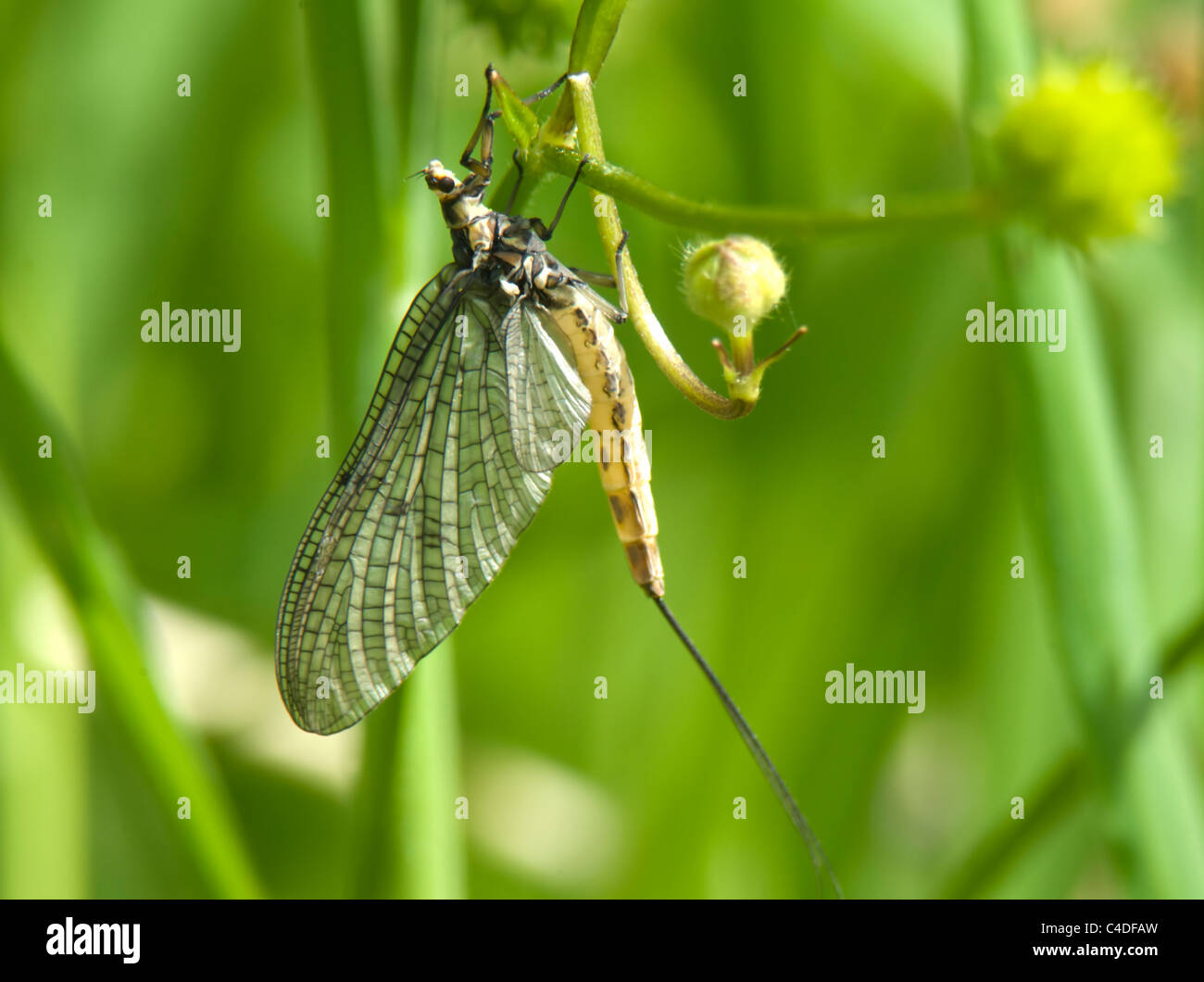 Burrowing Mayfly (Ephemera danica), France Stock Photo