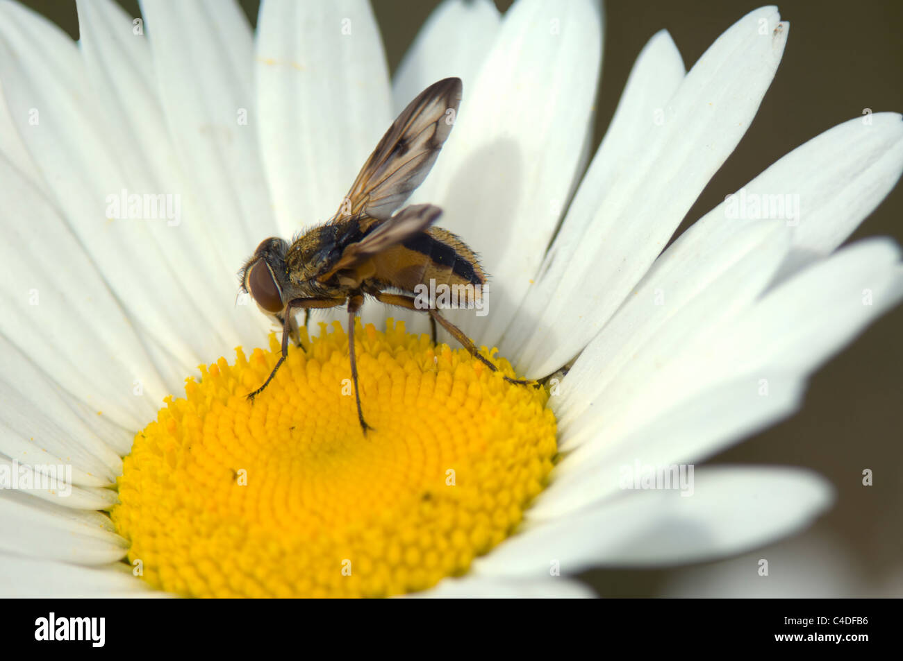 Parasitic Fly (Tachina fera), France Stock Photo