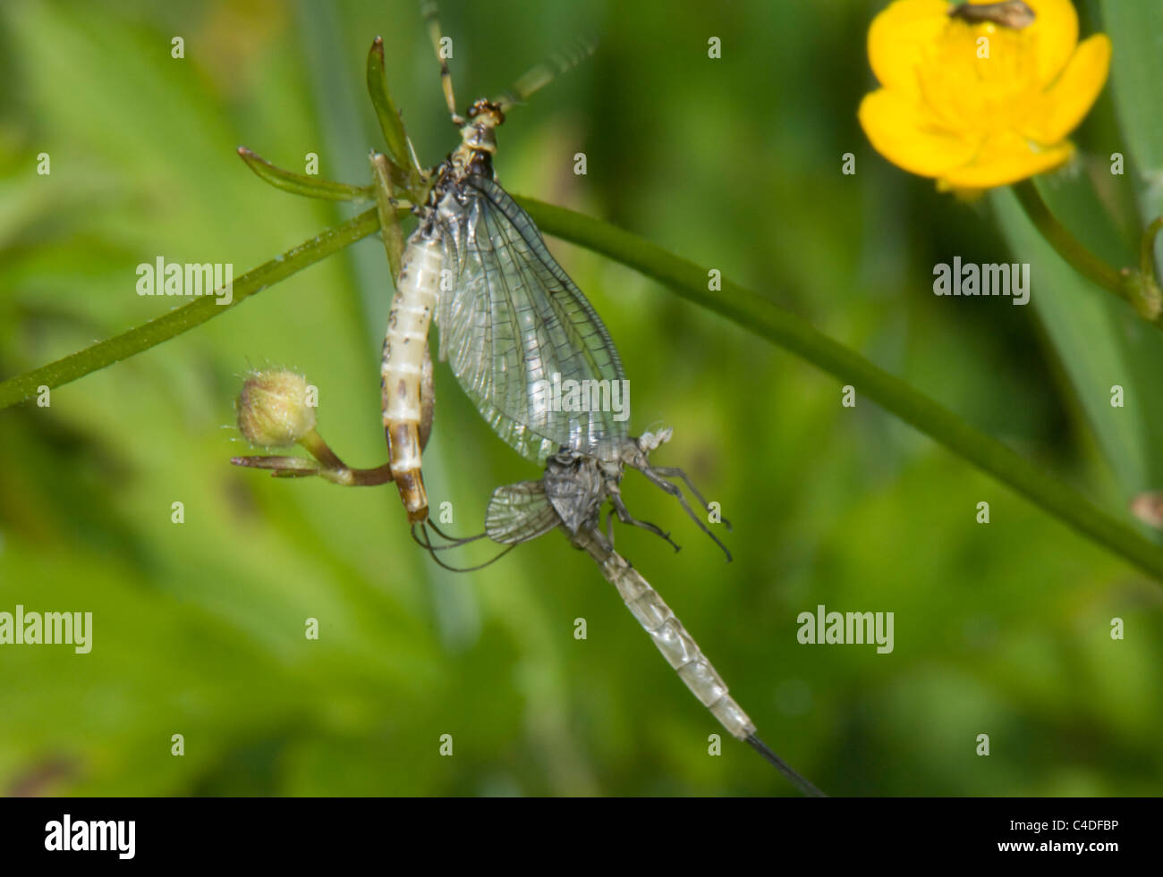 Burrowing Mayfly (Ephemera danica), France Stock Photo