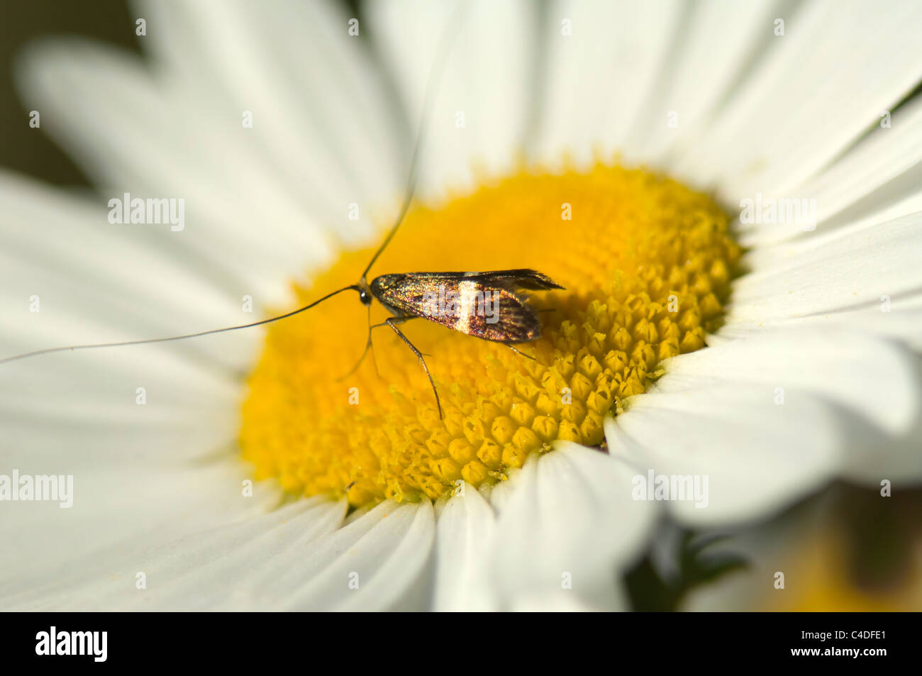 Longhorn Moth (Nemophora degeerella), France Stock Photo