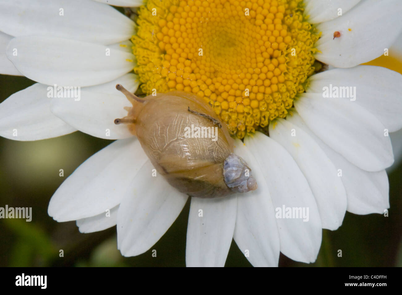 Slug shell hi-res stock photography and images - Alamy