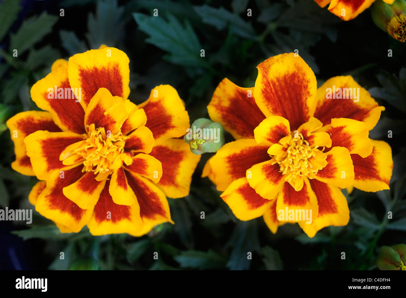 Two dwarf marigold flowerheads named Patula Durango Bee F1 hybrid Stock Photo