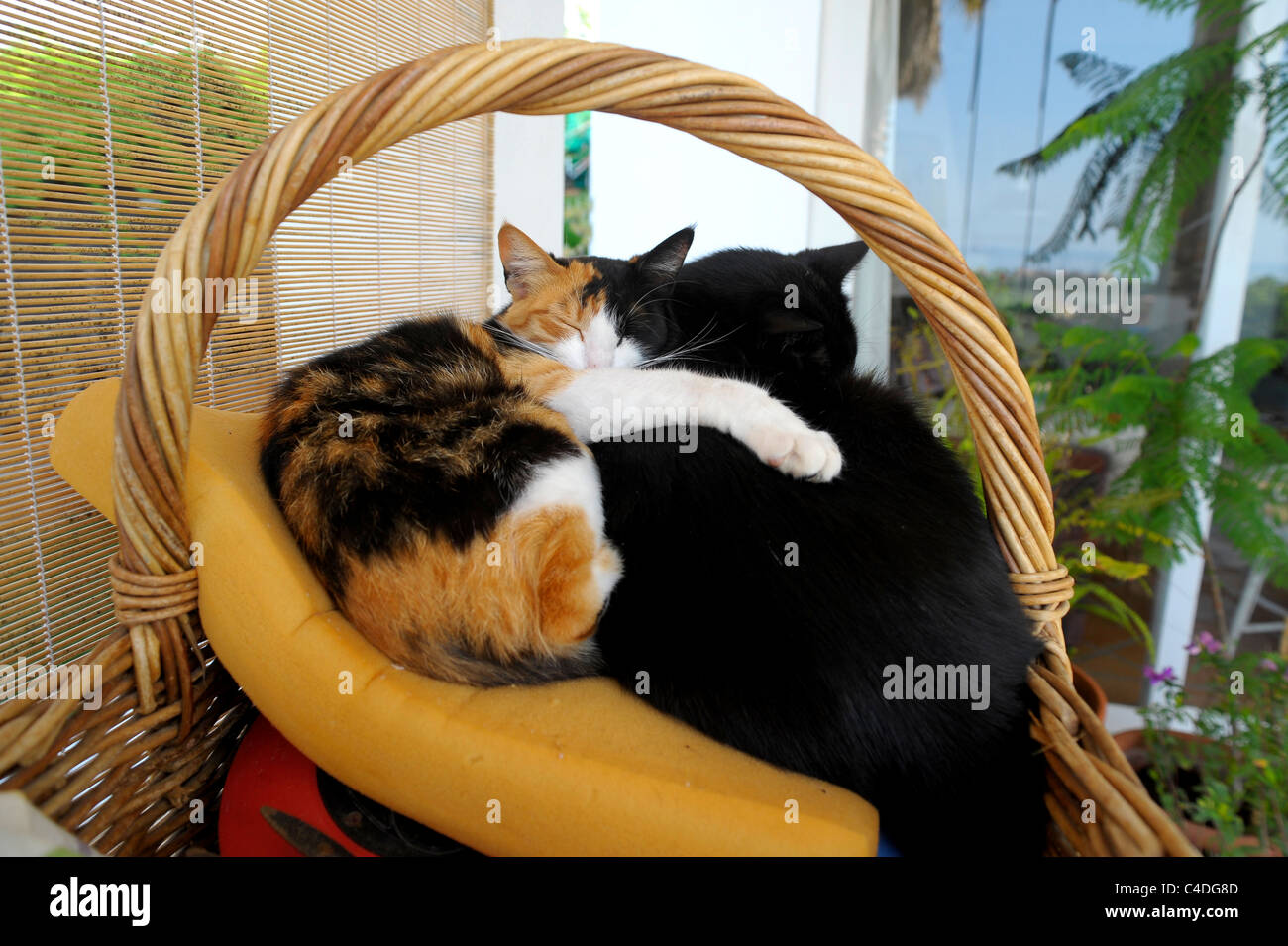 2 cats sleeping in wicker basket Stock Photo Alamy
