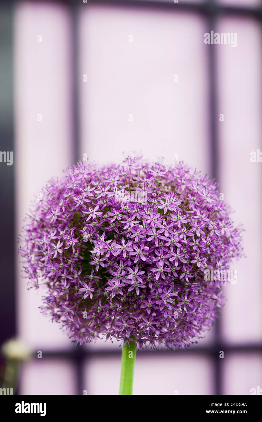 Allium ambassador flower in front of a purple door. Ornamental Onion Stock Photo