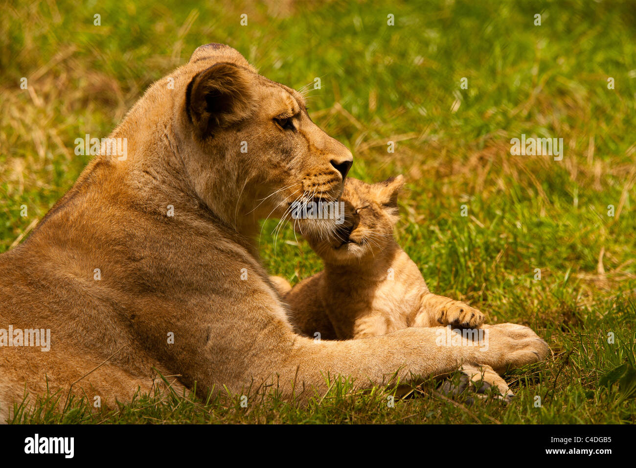 Barbary Lioness With Her Cub (Panthera Leo leo) Stock Photo