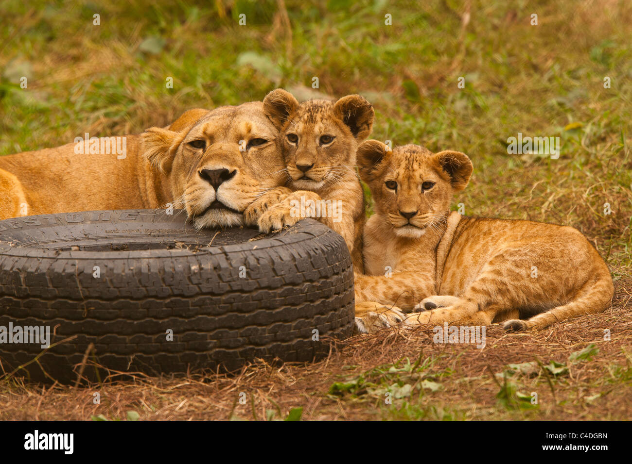 Barbary Lioness With Her Cubs (Panthera Leo leo Stock Photo - Alamy