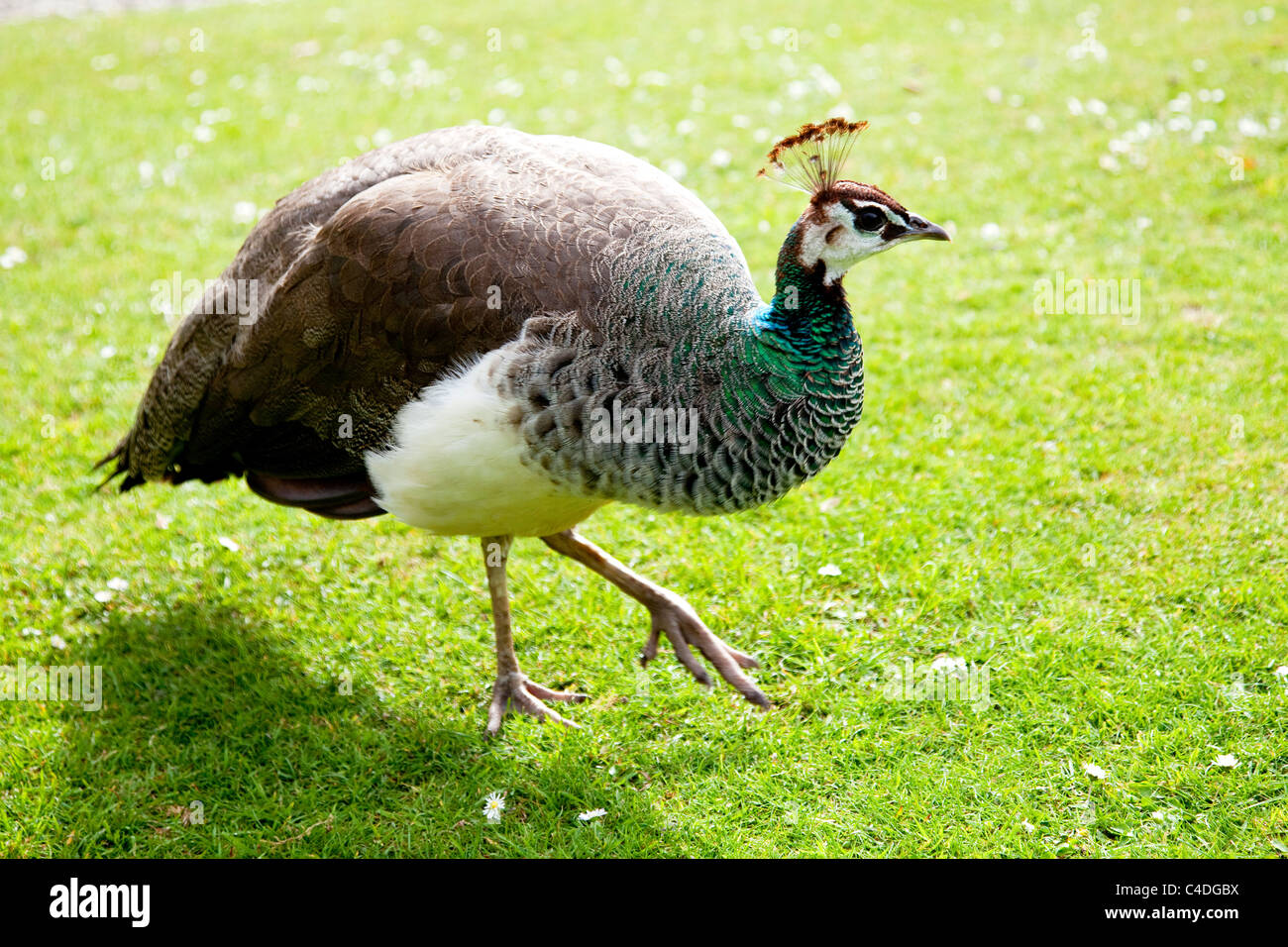 Peahen Stock Photo