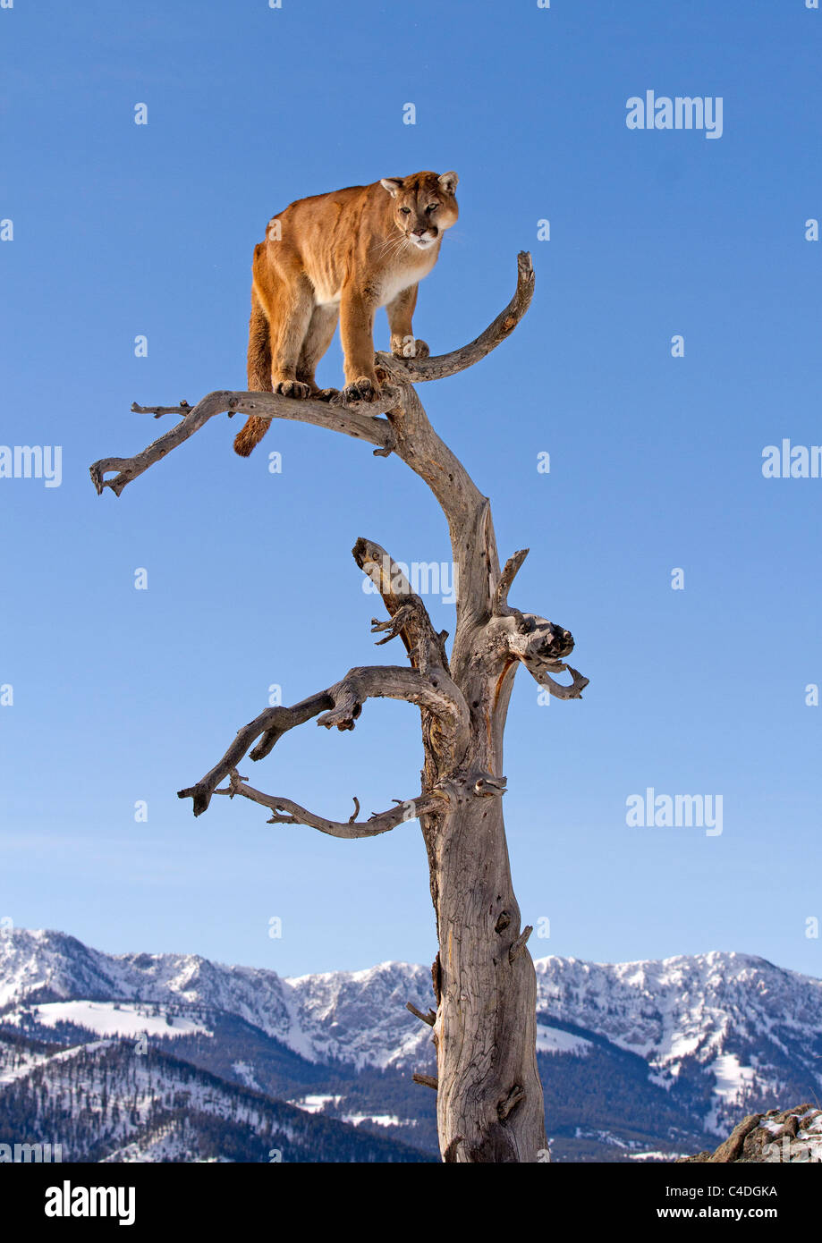 Mountain Lion, Felis concolor up a tree Stock Photo