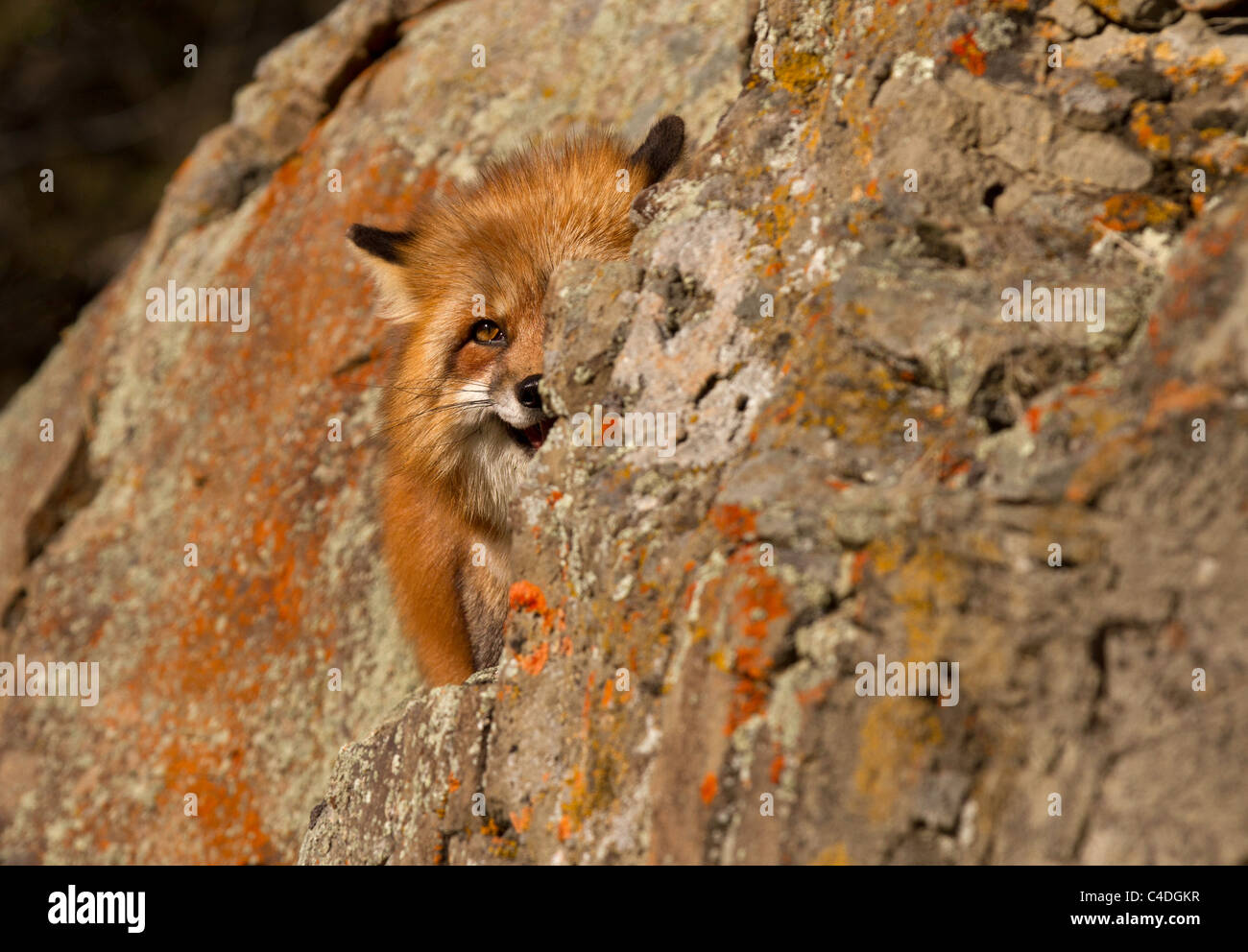 Red Fox, Vulpes vulpes on the rocks Stock Photo