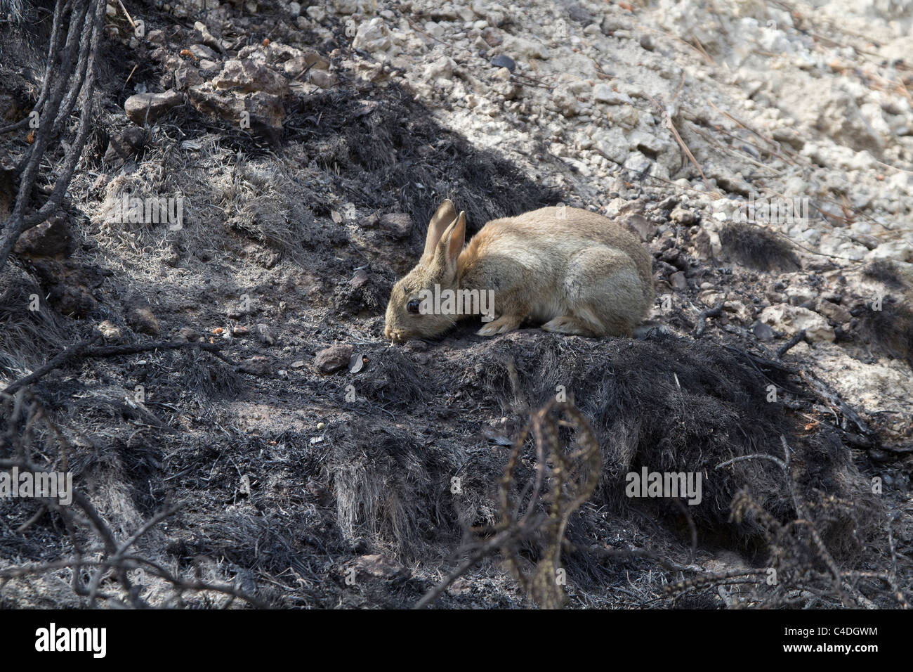 Aftermath of the Upton Heath fire. Poole, Dorset, UK. Stock Photo