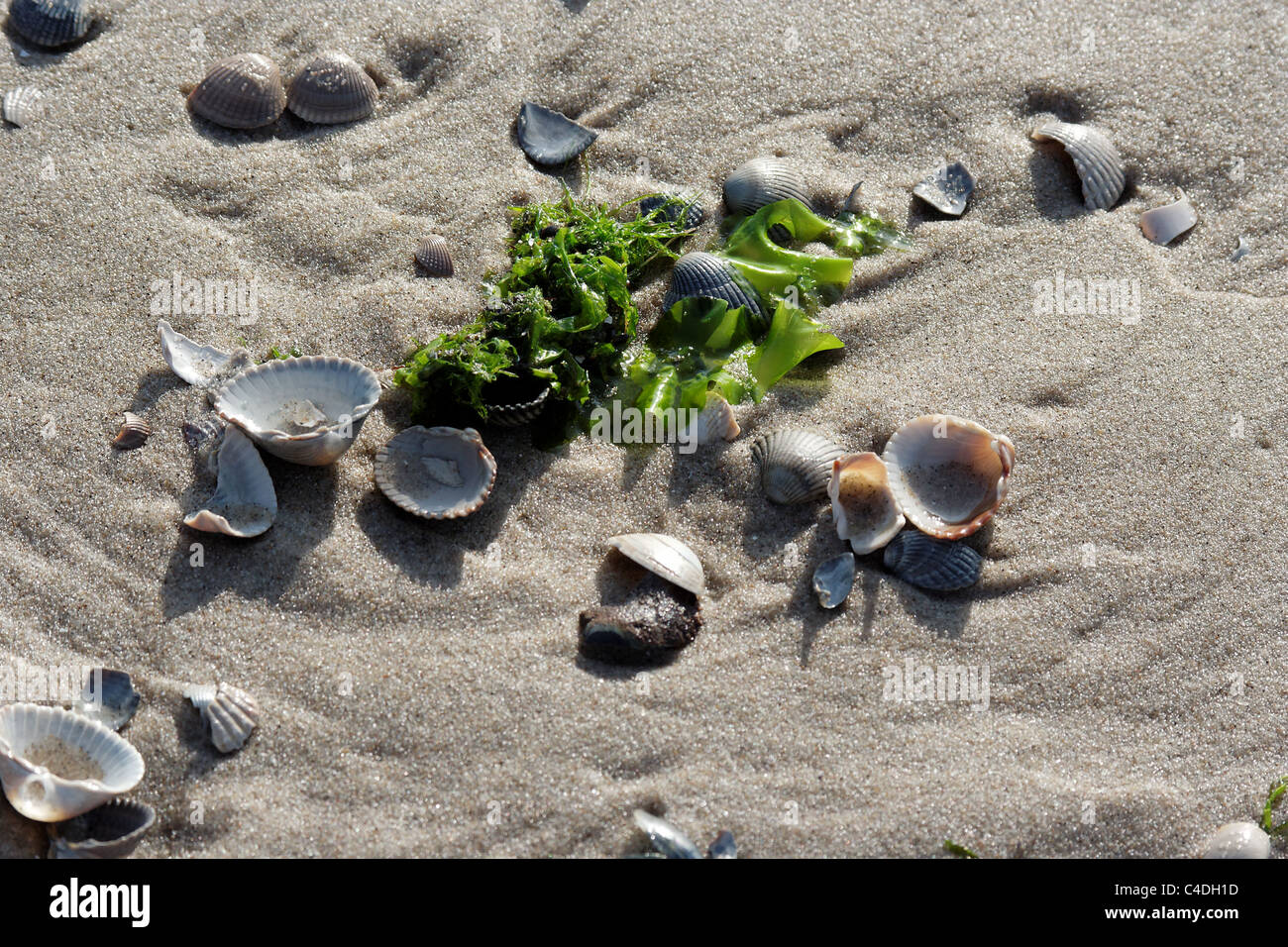 Muscheln und Algen am Strand von Texel Stock Photo
