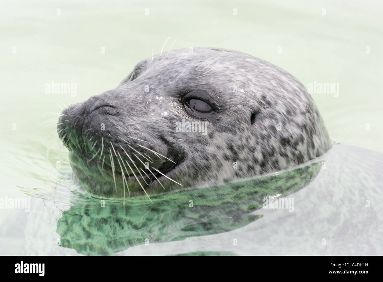 Seehund - seal - Phoca vitulina Stock Photo