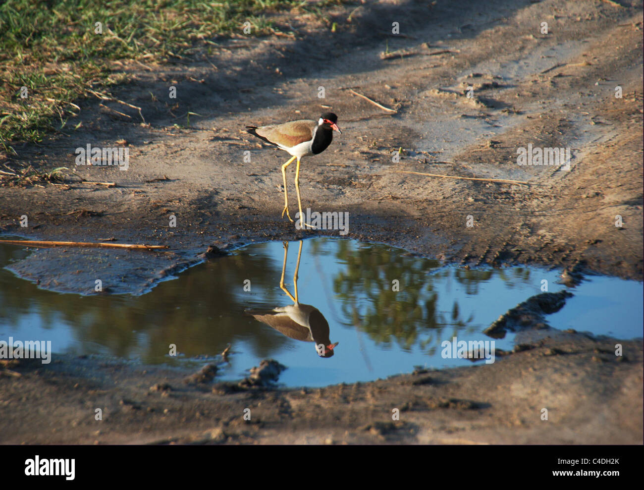 Red Wattled Lapwing,indian wildlife, Stock Photo