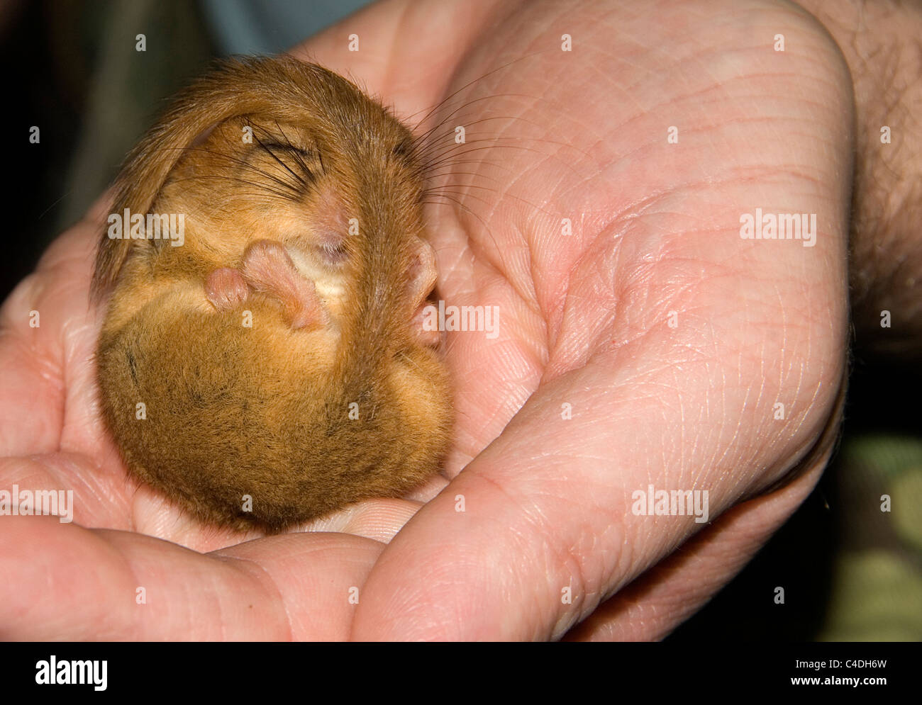 Hazel Dormouse (Muscardinus avellanarius) monitoing being carried out by licence holder Stock Photo
