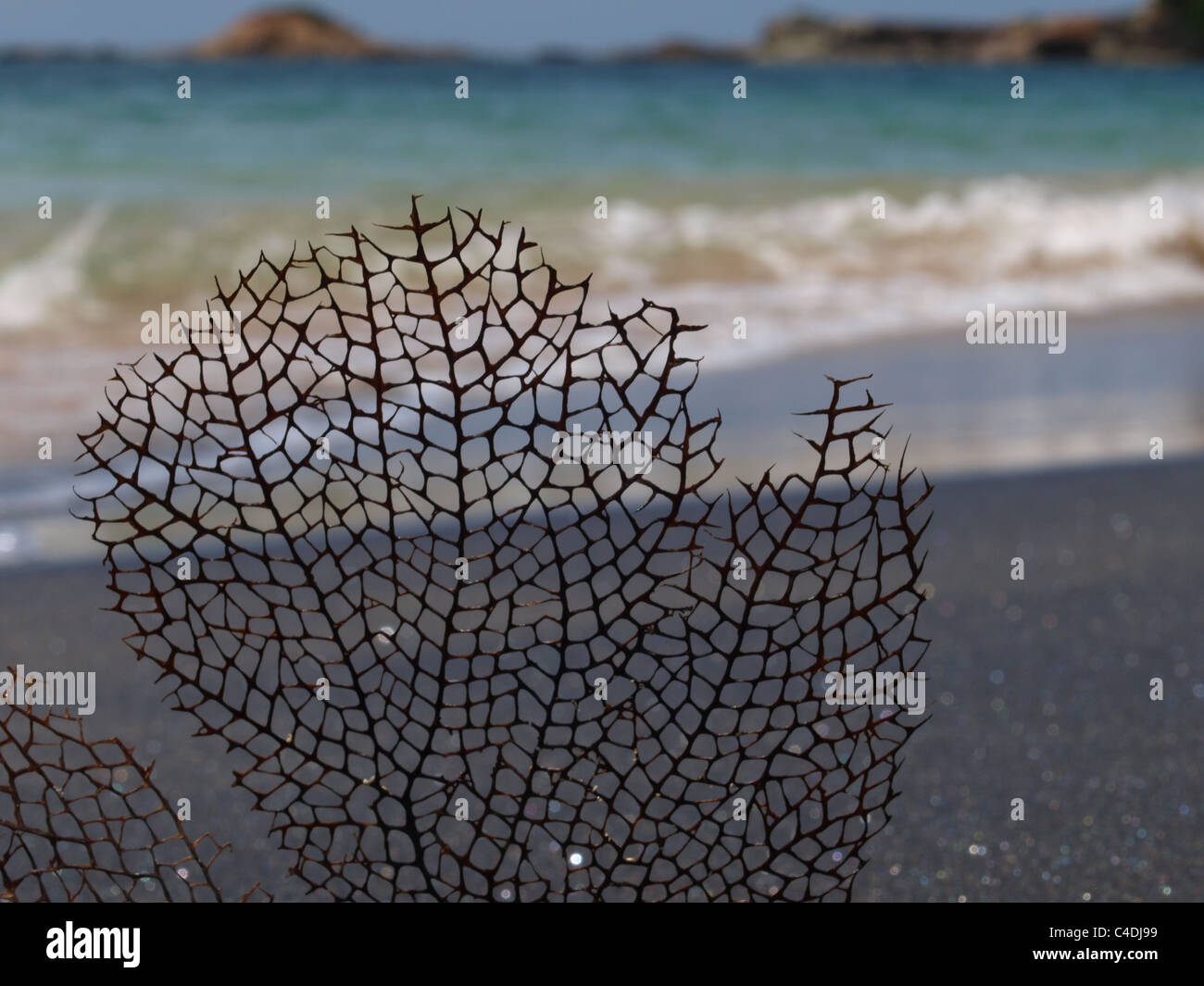 Black sea fan aka Sea Whip (Alcyonacea) against black sand and the tide at the beach in Woodford Hill, Commonwealth of Dominica, West Indies. Stock Photo