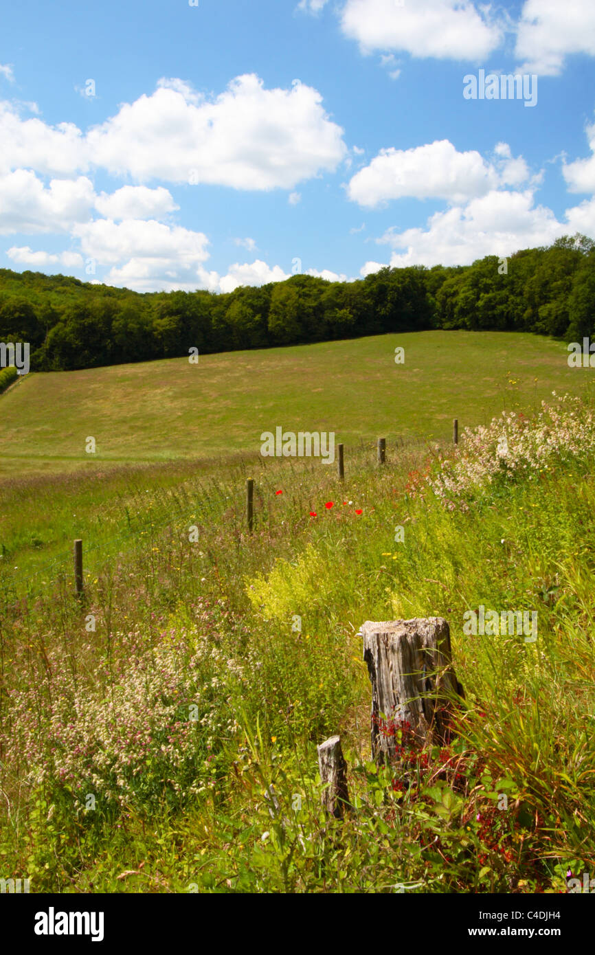 The countryside in Hughenden Valley in the Chilterns, High