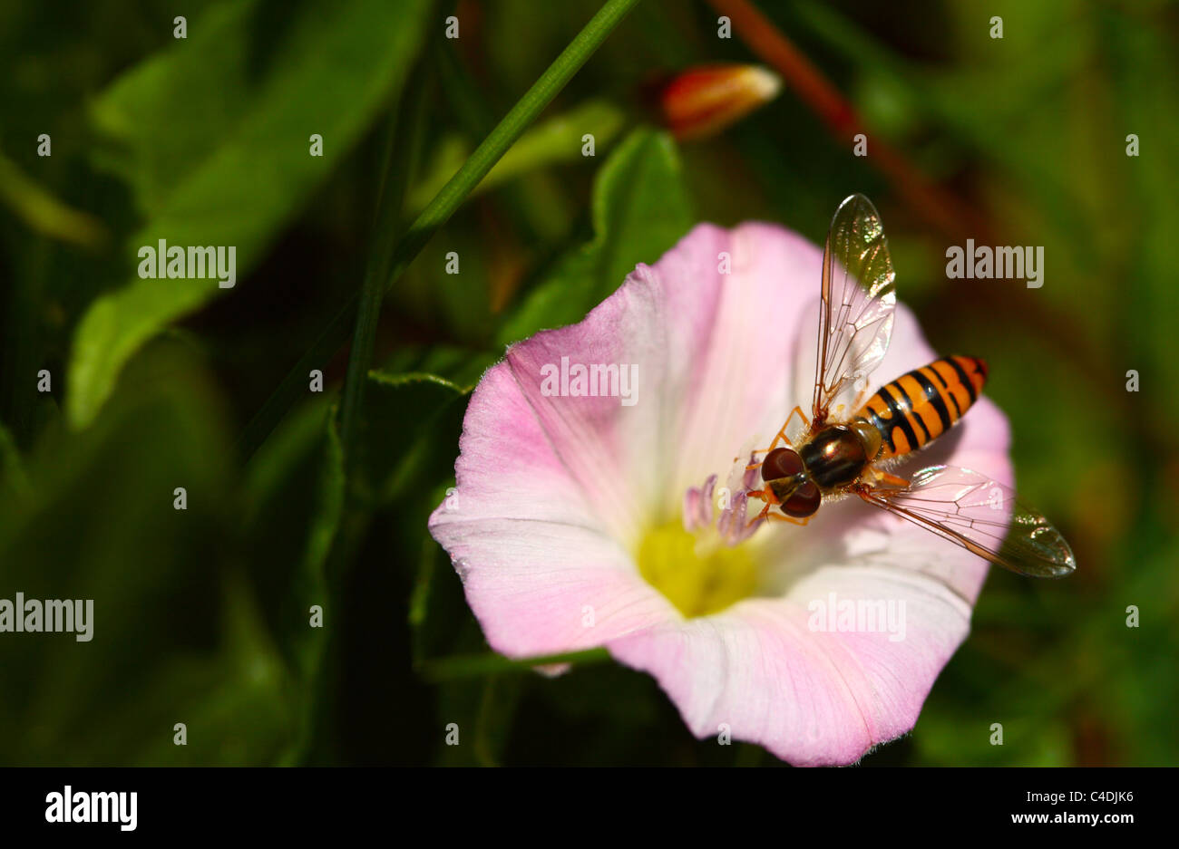 Marmalade Hoverfly  (Episyrphus balteatus) feeding on nectar from a Bindweed (Calystegia sepium, syn Convolvulus sepium) Stock Photo