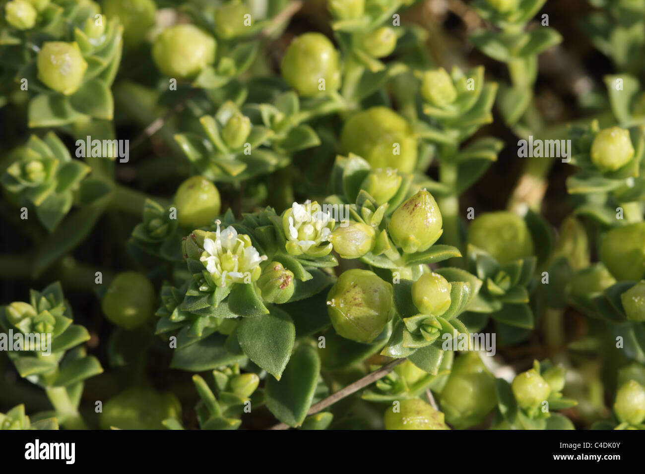 Sea Sandwort, Honkenya peploides, with  flowers Stock Photo