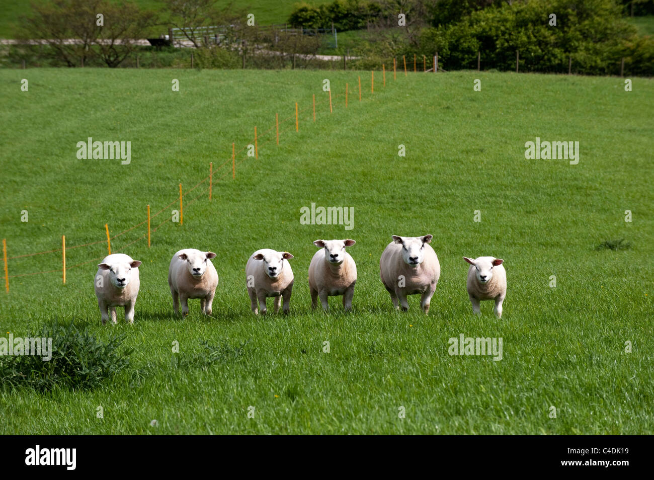 Texel sheep and lambs in field with electric fence in. Stock Photo