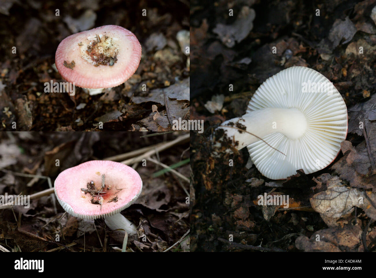 Birch Brittlegill Fungus, Russula betularum, Russulaceae. Growing in Woodland with Birch Trees. September. Composite of 3 Images Stock Photo