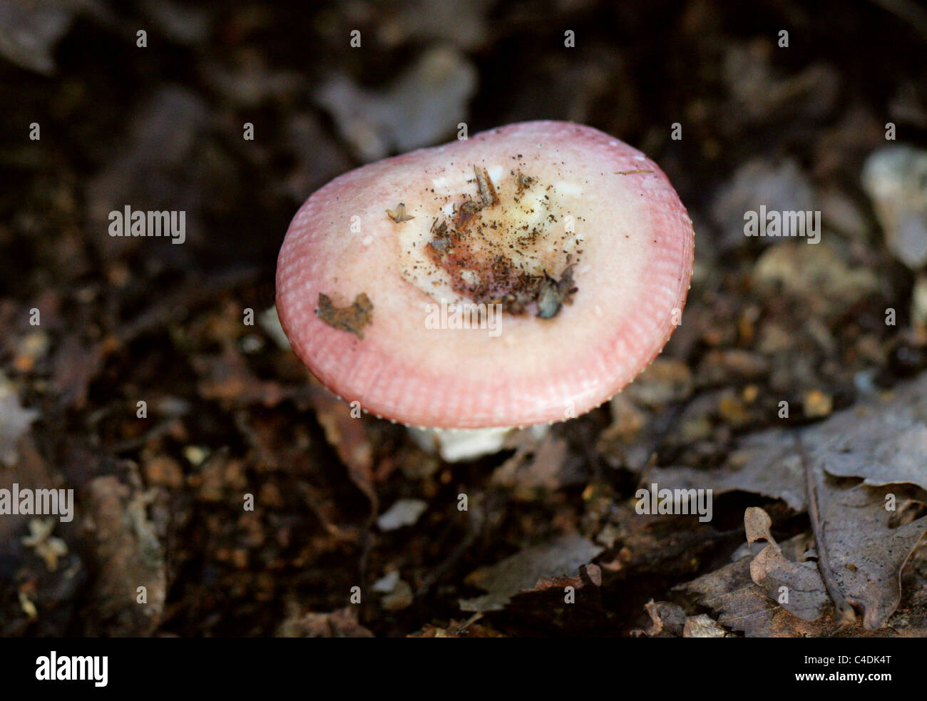 Birch Brittlegill Fungus, Russula betularum, Russulaceae. Growing in Woodland with Birch Trees. September. Stock Photo