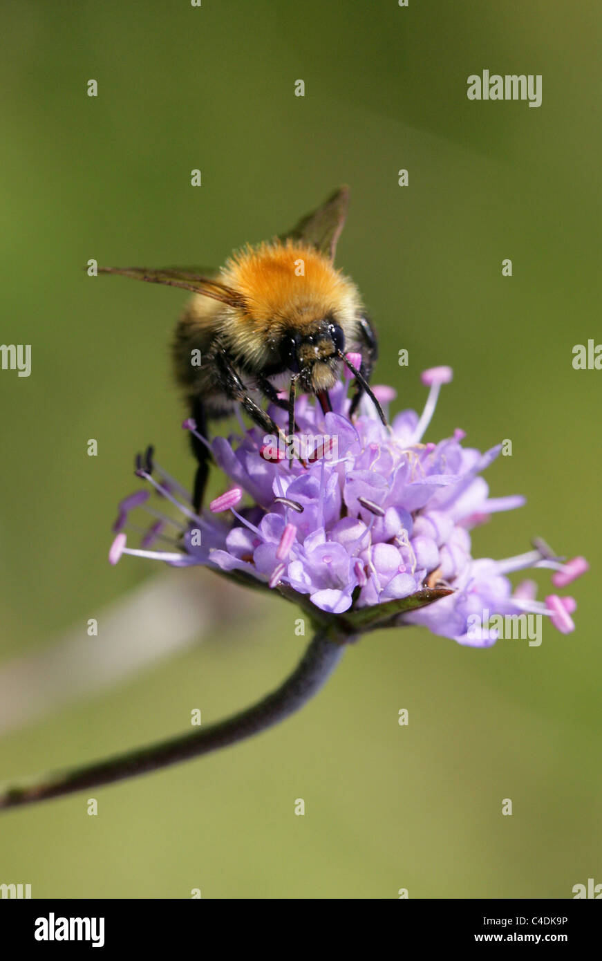 Common Carder Bumblebee, Bombus pascuorum, Apidae, Apoidea, Apocrita, Hymenoptera. On Devils-bit Scabius. Stock Photo