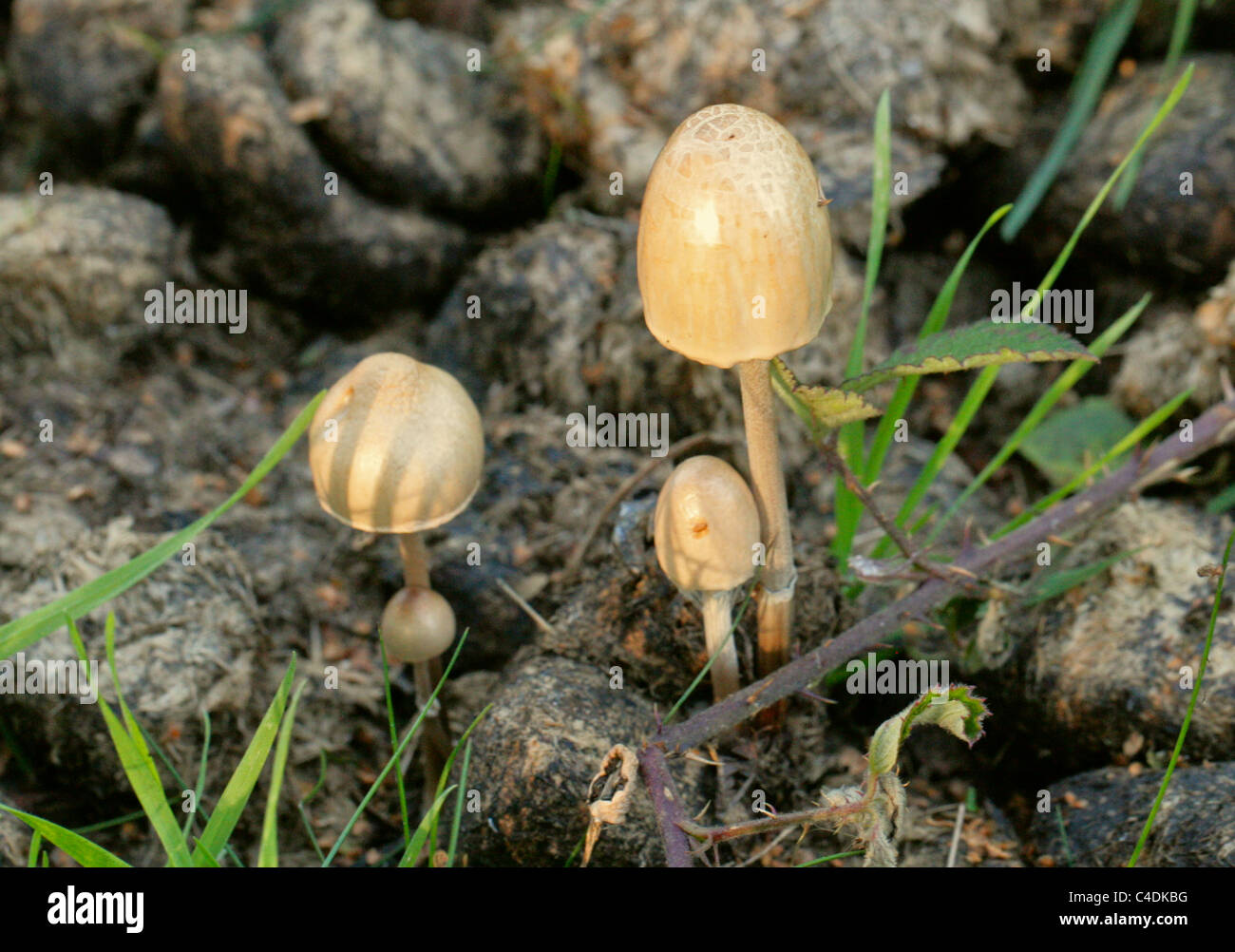 Egghead Mottlegill or Shiny Mottlegill, Panaeolus semiovatus var. semiovatus, Bolbitiaceae. Growing on Horse Dung. Stock Photo