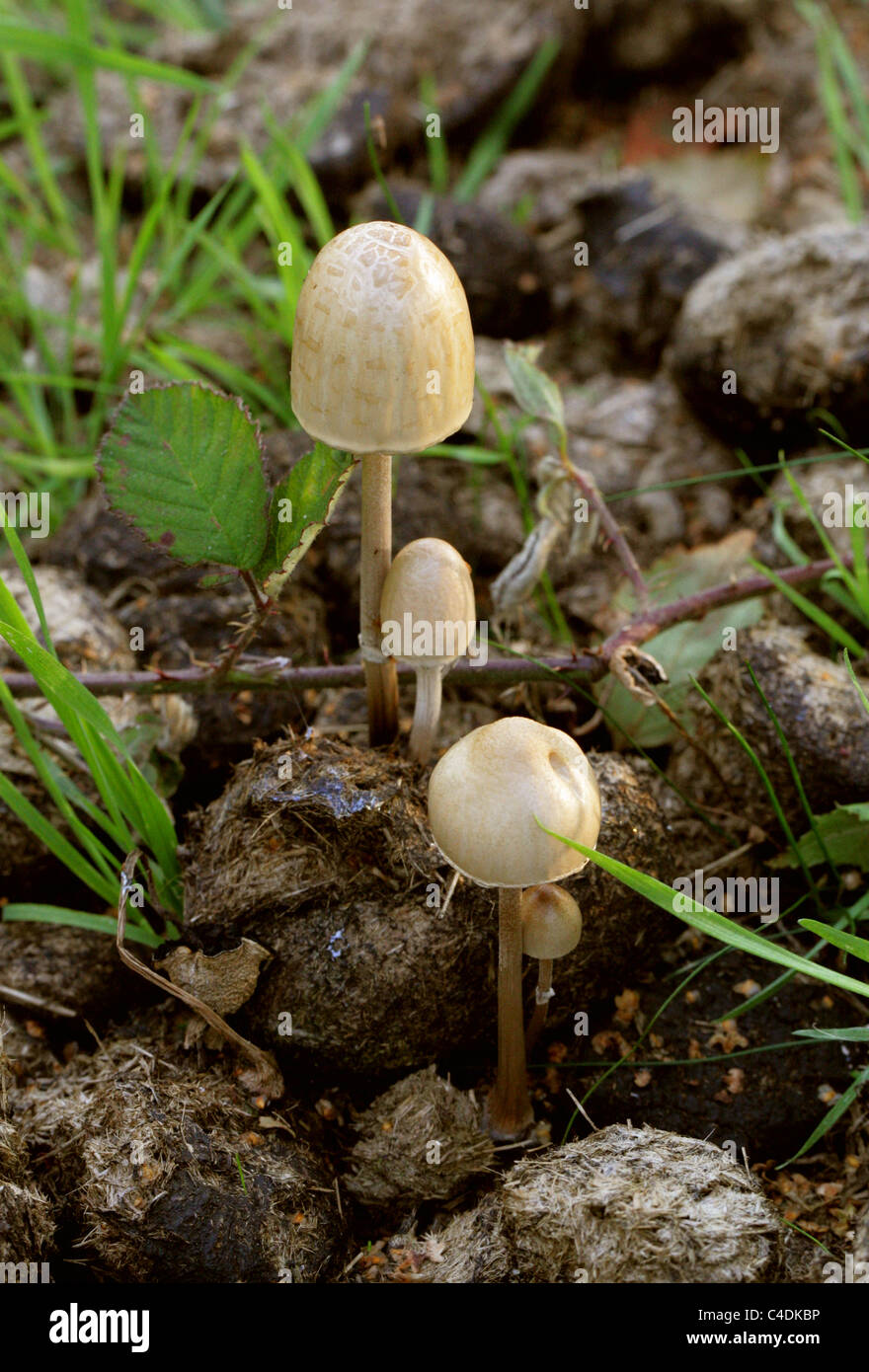 Egghead Mottlegill or Shiny Mottlegill, Panaeolus semiovatus var. semiovatus, Bolbitiaceae. Growing on Horse Dung. Stock Photo