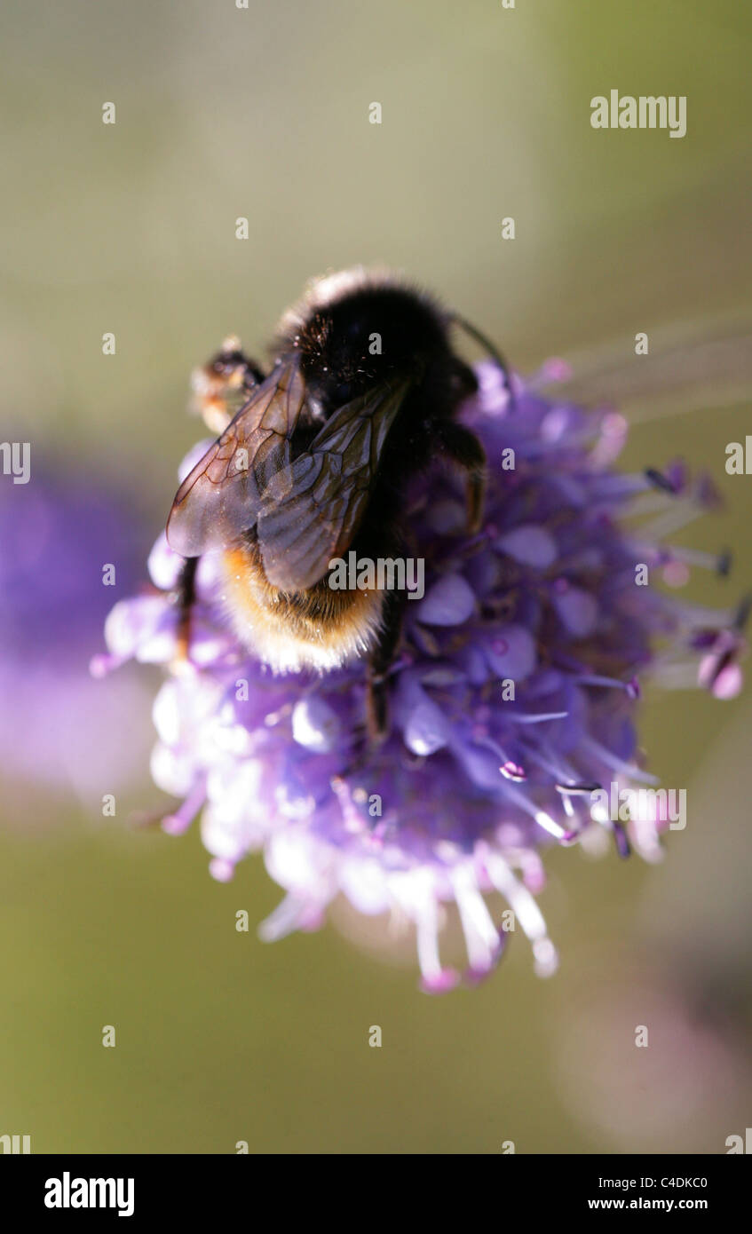 Field Cuckoo Bumblebee (Dark Form), Bombus campestris, (Psithyrus), Apidae, Hymenoptera. On Devil's-bit Scabius. Stock Photo
