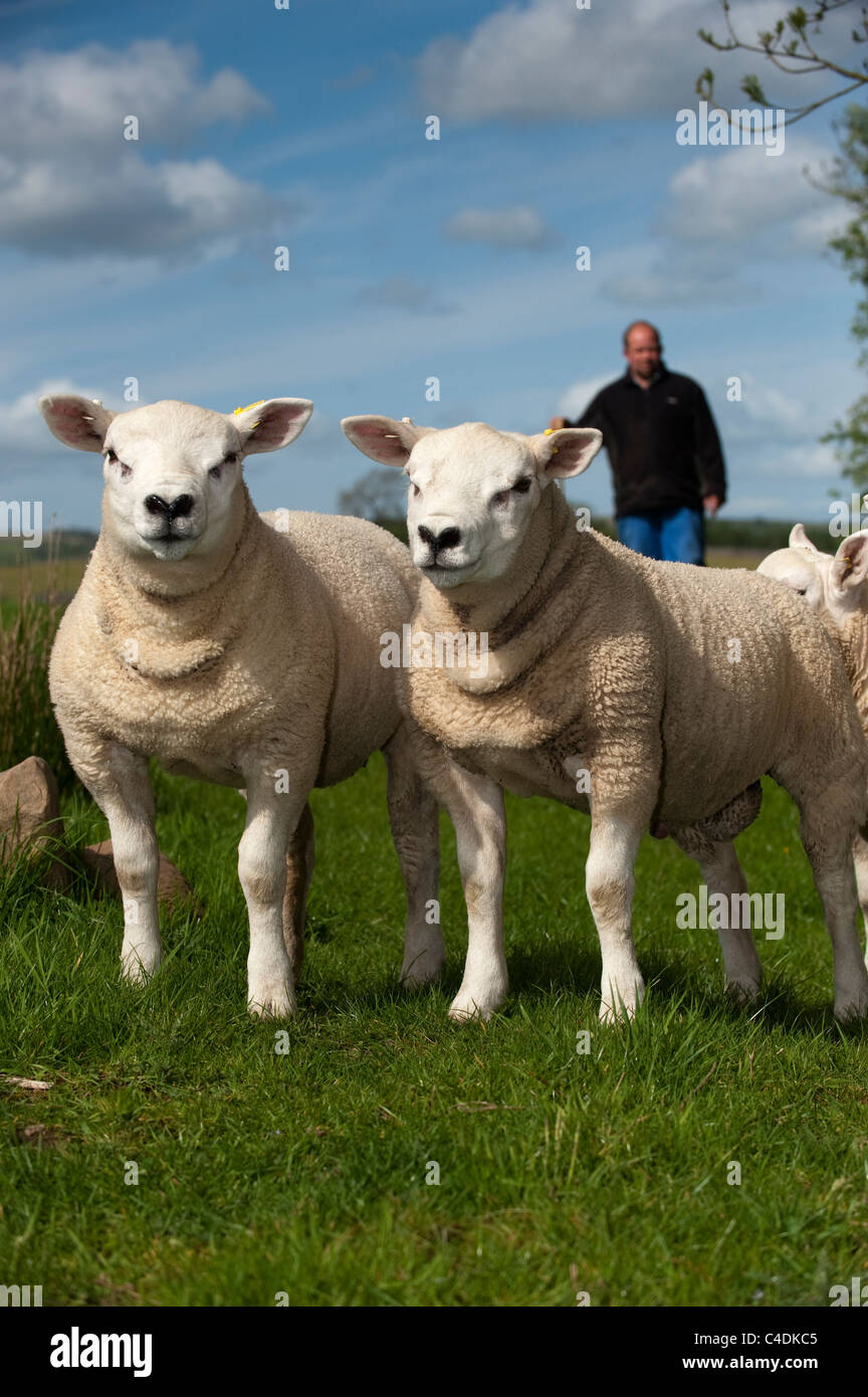 Pedigree Texel tup lambs, all by same sire, and born as Embryo Transplants Stock Photo