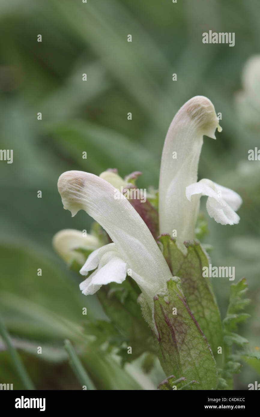 White Lousewort. Pedicularis sylvatica Stock Photo