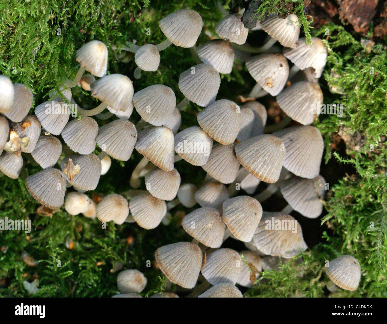 Fairy Inkcap Fungus, Coprinellus disseminatus (Previously Coprinus disseminatus), Psathyrellaceae. Stock Photo