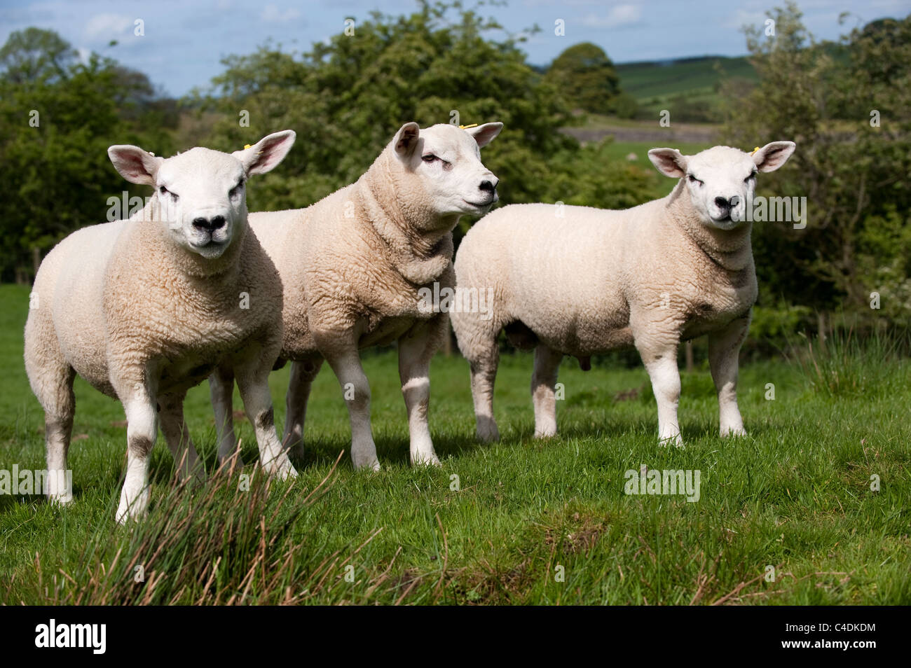 Pedigree Texel tup lambs, all by same sire, and born as Embryo Transplants Stock Photo