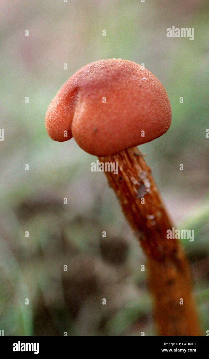 Scurvy Deceiver, Laccaria proxima, Hydnangiaceae. Rammamere Heath, Bedfordshire. Stock Photo