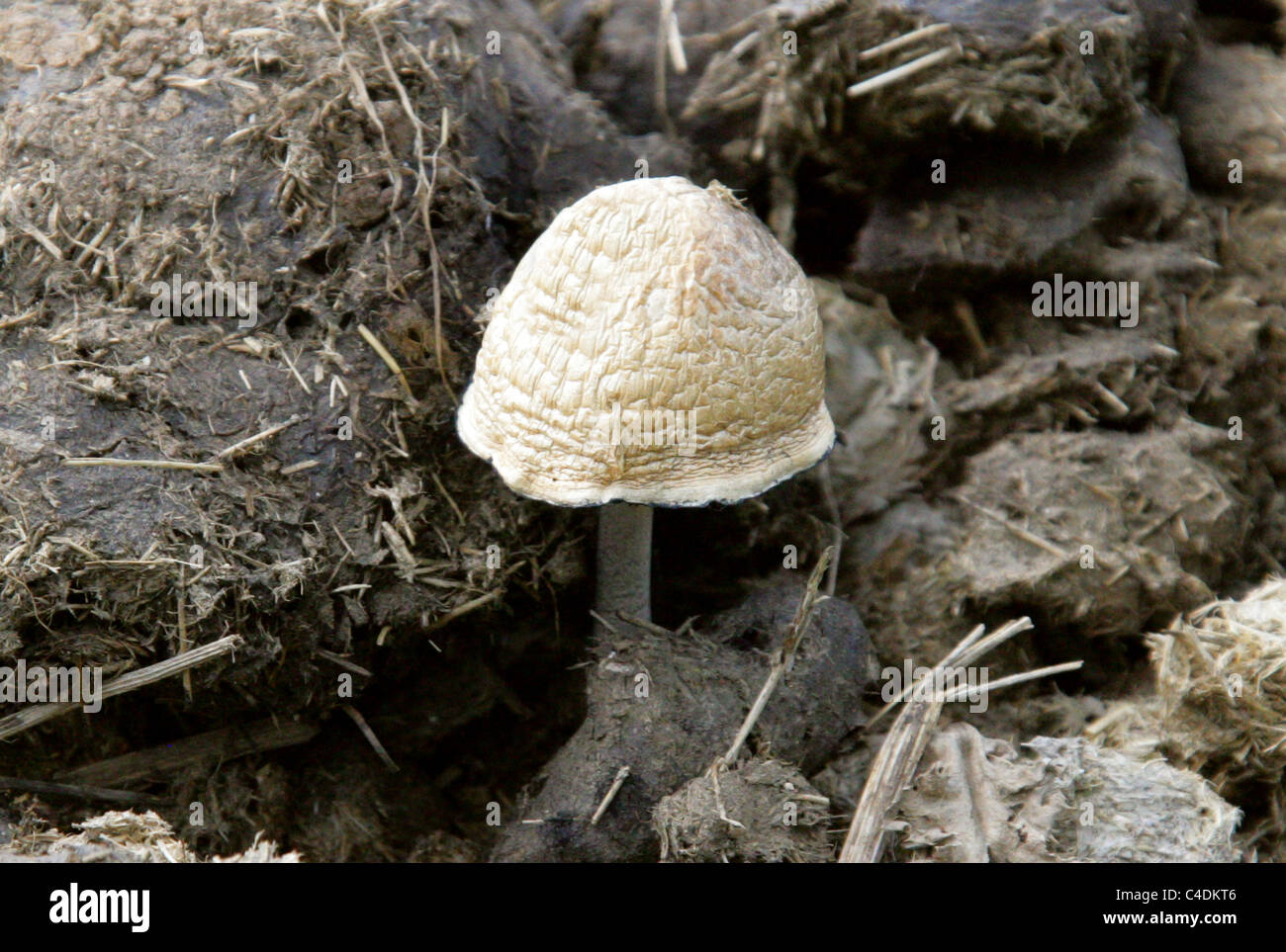 Snowy Inkcap, Coprinopsis nivea, Psathyrellaceae. Growing on Old Cow Dung. Previously Coprinus niveus, Syn. Coprinus latisporus Stock Photo