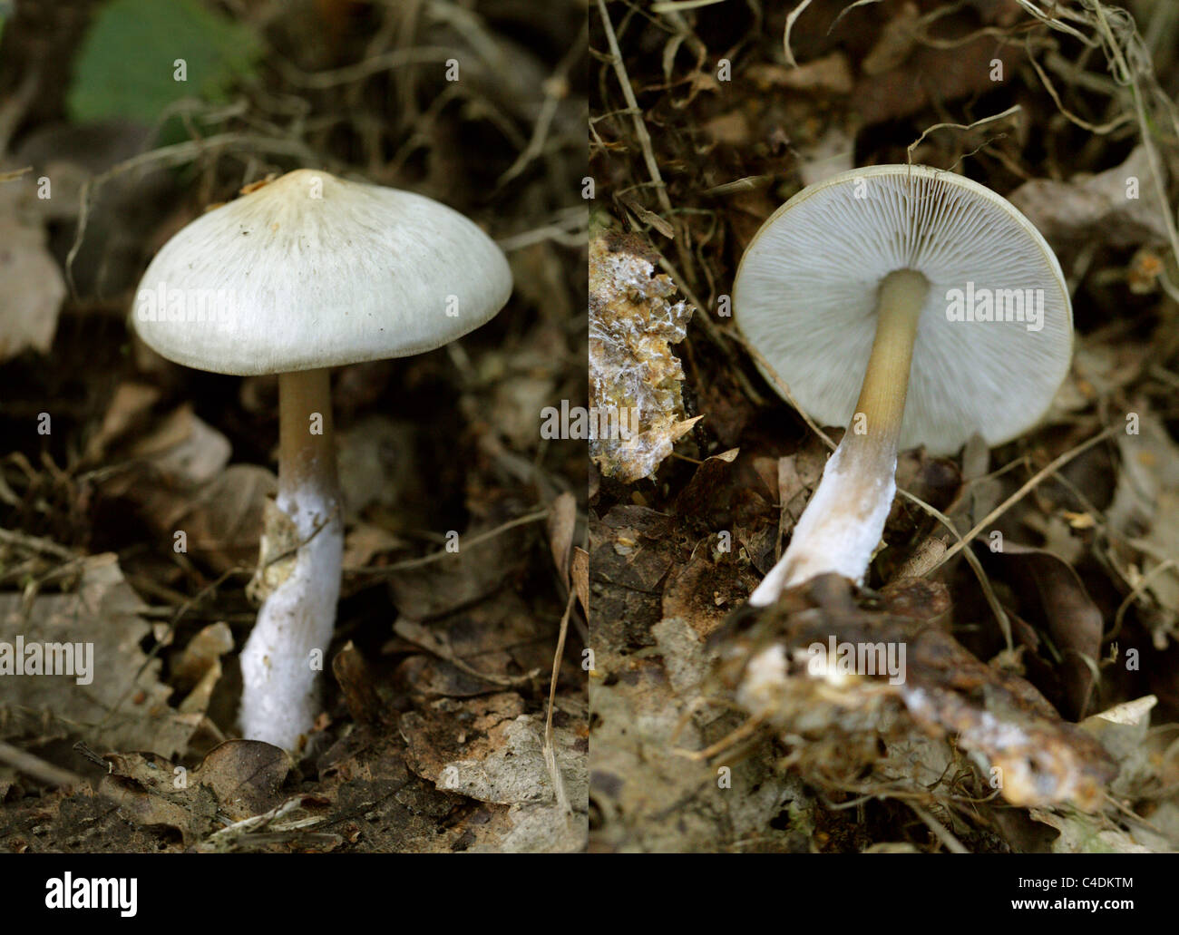 Stubble Rosegill Fungus, Volvariella gloiocephala, Pluteaceae. Composite Image. Stock Photo