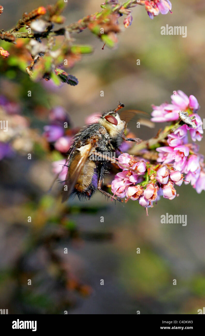 Tachinid Fly, Tachina sp., Tachininae, Tachinidae, Diptera. Aka Louse Fly, Fever Fly, Tachnid Fly on Heather. A Parasitic Fly. Stock Photo
