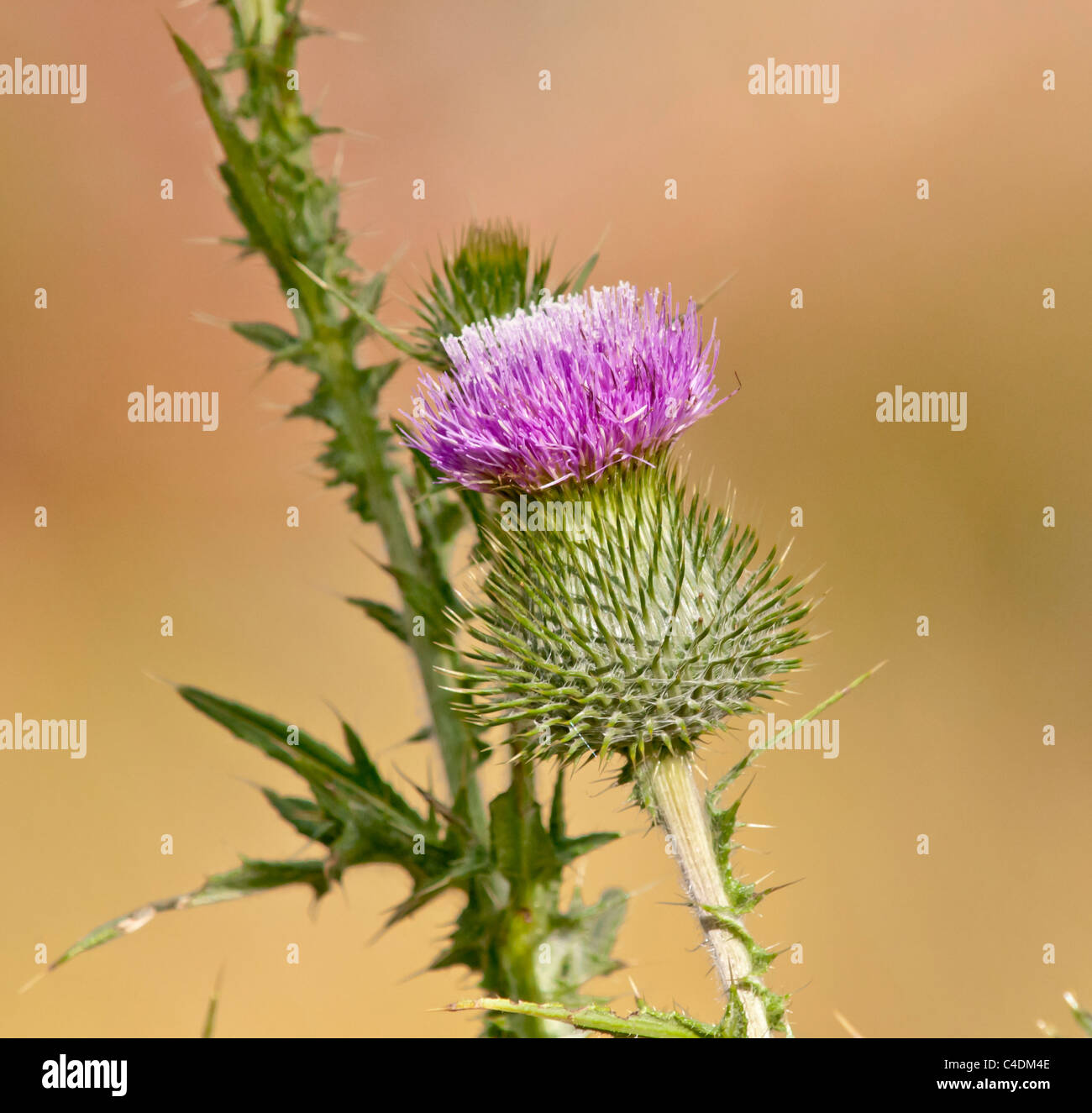 The Canada Thistle is a familiar perennial in Montana. Stock Photo