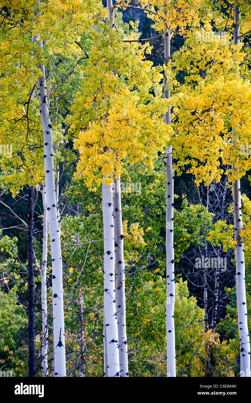 Fall colors in the trees in Banff National Park, Alberta, Canada Stock